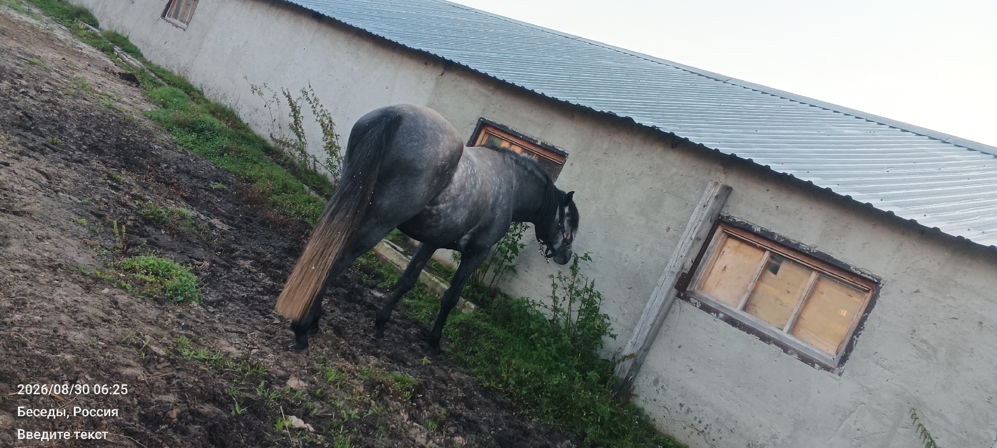 In Besedy, Russia, a gray horse stands on a muddy incline next to a building with a corrugated metal roof. The horse is facing towards the right of the frame, with its head turned to investigate a window opening in the building's rough-textured wall. The building has at least two windows, both appearing boarded up or with wooden coverings. Green grass and vegetation grow on the slope around the horse and the building. The scene is captured at a distance, with a timestamp in the lower-left corner indicating August 30, 2026, at 06:25.