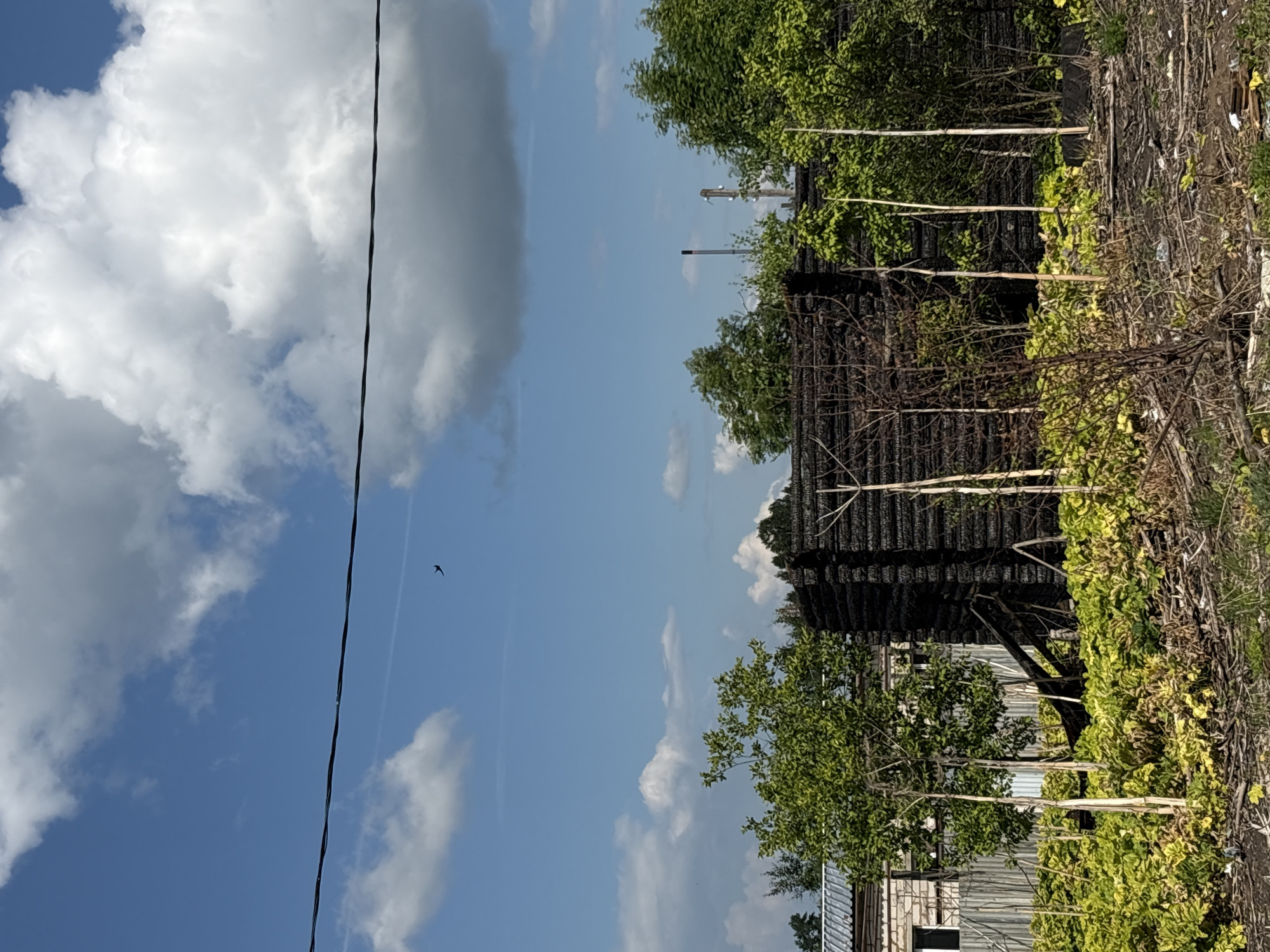 In Dresvyanovo, Russia, a scene of partial destruction is depicted under a bright, partly cloudy sky. The focal point is a partially burned wooden structure, its logs charred black, suggesting a recent fire. The building's roof appears to be intact, with some exposed beams indicating structural damage. In front of the structure, vibrant green and yellow foliage grows, interspersed with dry branches and debris, suggesting a garden or overgrown area. To the left, a section of a white metal fence is visible, bordering a building with a light-colored brick facade and a metallic roof. The environment is rural, with lush green trees surrounding the scene. A dark power line runs horizontally across the upper portion of the frame. High in the sky, a single, small dark silhouette, likely a bird or an aircraft, is visible against the blue expanse. The overall impression is one of nature's resilience and the aftermath of a destructive event.
