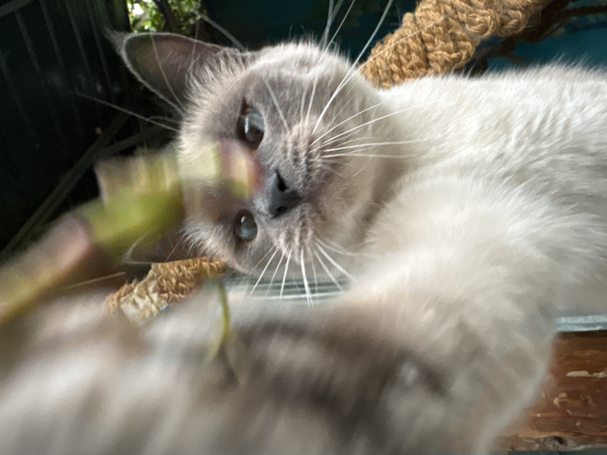 The media file is a close-up, low-angle, eye-level shot of a fluffy cat that appears to be in a playful or curious mood. The cat has light grey and white fur, with blue eyes that are looking directly at the camera. Its face is the central focus, with its whiskers prominently displayed. In the foreground, a blurred green plant stalk is being held by the cat, suggesting it is interacting with it. In the background, there's a brown, rope-like texture, possibly a scratching post or climbing structure, and some dark greenery suggesting an outdoor or semi-outdoor environment. The lighting suggests it is daytime, possibly with dappled sunlight filtering through foliage. The overall impression is one of a domestic setting, perhaps a home or a garden. No text is visible in the image.