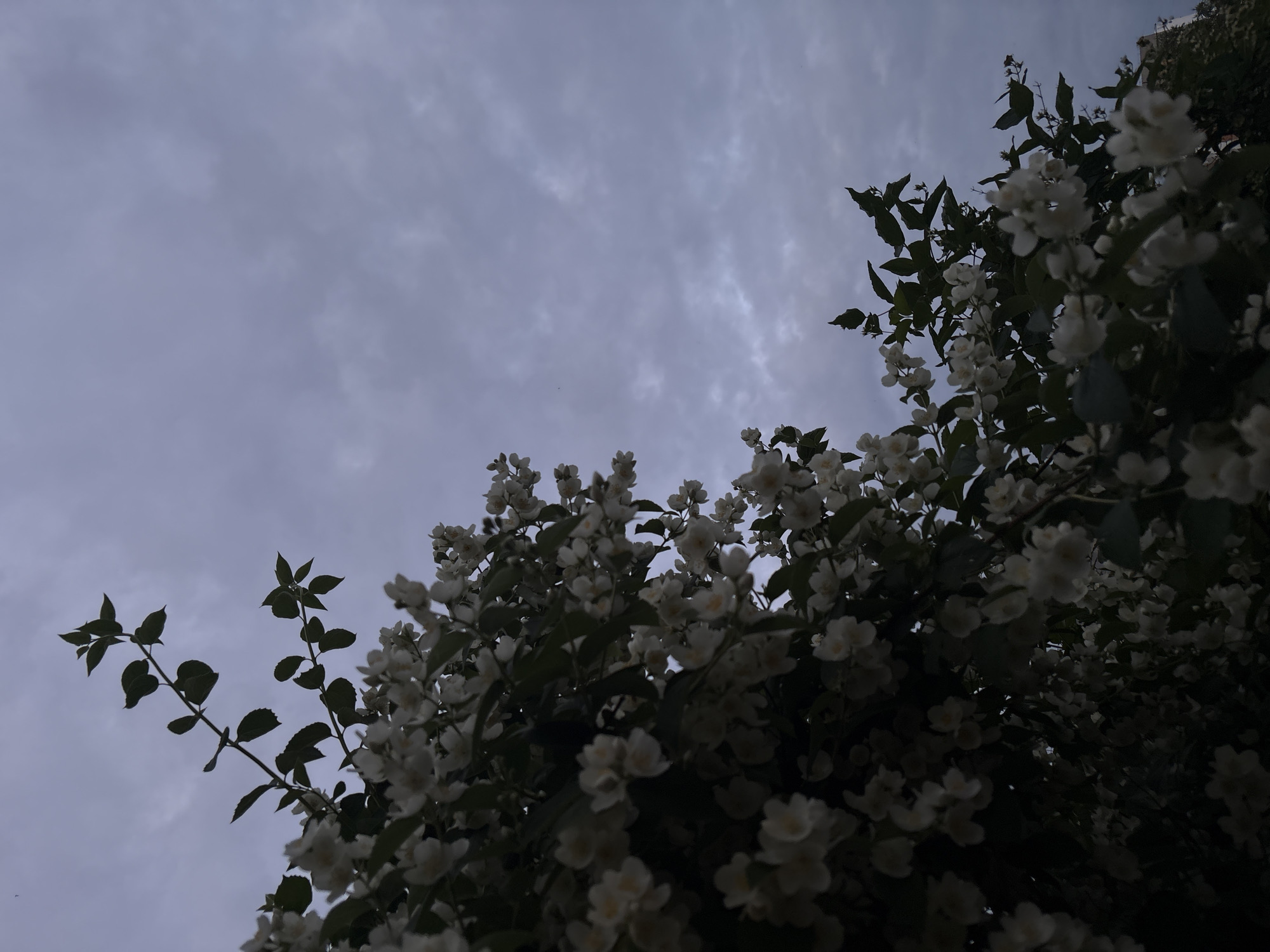 The image depicts a close-up of a flowering bush with white blossoms and green leaves set against a cloudy, overcast sky. The foliage and flowers occupy the left and lower portions of the frame, creating a dark, shadowed foreground. The sky, filling the upper and right portions of the image, is a muted grey with visible cloud formations. The overall mood is somber and tranquil. There are no people or discernible objects indicating a specific location within the city of Chaikovsky, Russia.