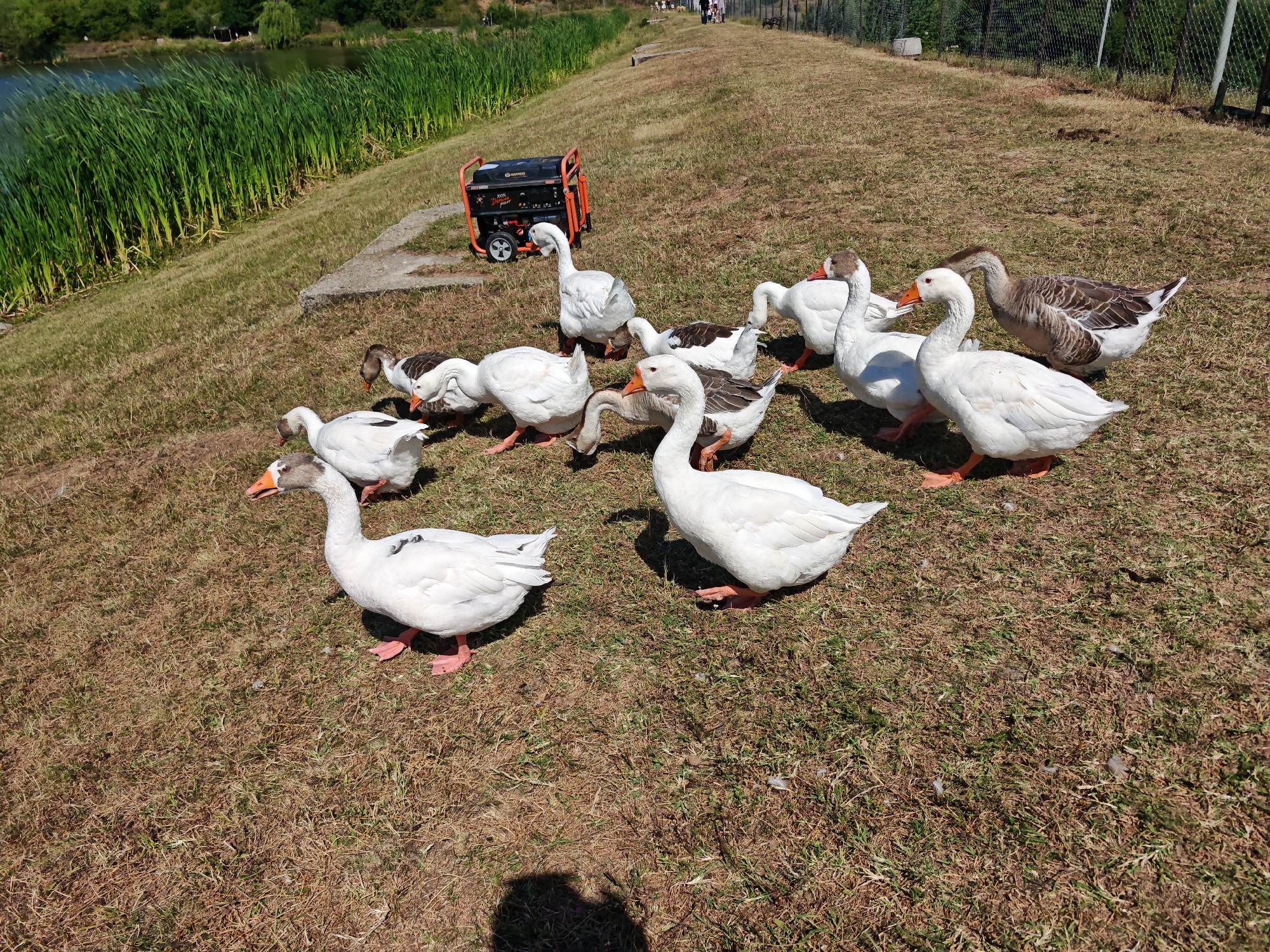 The image depicts a scene on the grassy embankment of a lake, likely located in Ivanyane, Bulgaria. A portable generator is positioned on a concrete slab near the water's edge, where tall reeds grow. A flock of geese, mostly white with some brown markings, are scattered across the dry, sun-baked grass. Several geese are actively pecking at the ground, suggesting they are foraging. One goose is looking towards the viewer, while others are interacting with each other. In the background, a few individuals are visible walking along a fence line that borders the embankment. The environment is rural, with a focus on the natural landscape and the presence of domestic fowl.