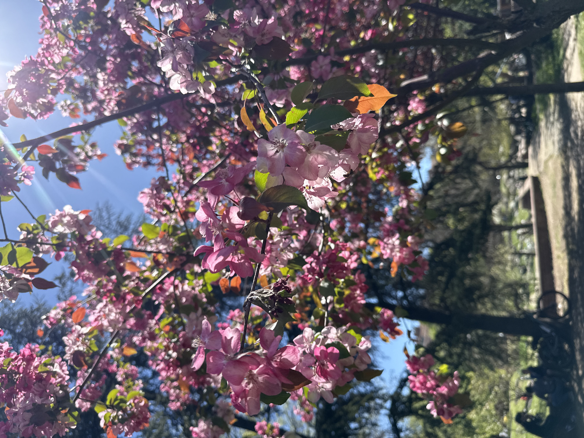 The image shows a flowering tree with pink and white blossoms against a blue sky. Some leaves are visible, and the sun is shining brightly, creating a lens flare effect. Part of a building or wall is visible on the right side of the image. The location is Sofia, Bulgaria.