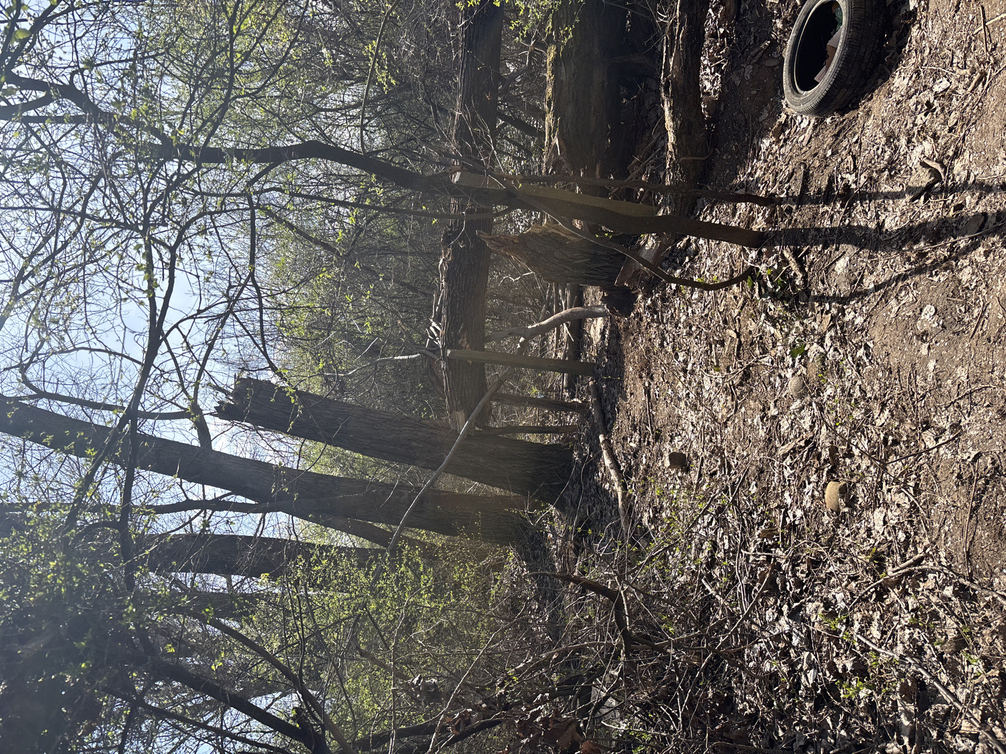 The image depicts a wooded area, possibly on the outskirts of Sofia, Bulgaria, given the presence of deciduous trees and undergrowth common to the region. The scene shows several trees, some appearing broken or fallen, with exposed wood. The ground is covered in dead leaves and branches, suggesting it's late fall or early spring. A discarded tire is visible on the ground. There are no people or animals visible in the image. The overall environment appears to be unkempt and natural, possibly a neglected or undeveloped area.