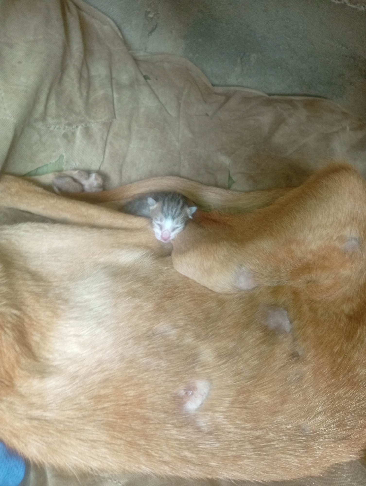 A close-up shot displays a newborn gray tabby kitten nestled on the back of an orange cat. The kitten's eyes are closed, and its pink nose is prominent against its light fur. The orange cat's fur shows several bare spots, likely from nursing. The scene is indoors, set against a backdrop of tan fabric. There is no information in the image that relates to the city of Altagracia, Venezuela.