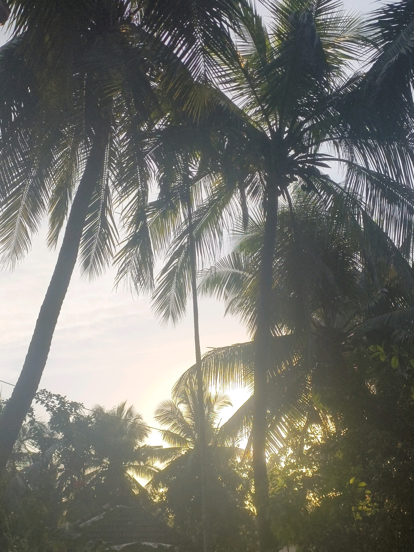 This image captures a view of palm trees and lush foliage against a bright sky, with the sun peeking through the leaves. The scene appears to be a tropical or subtropical environment, likely in Uppala, India, given the mention of the location. The lighting suggests it might be early morning or late afternoon, with the sun casting a warm glow and creating a backlit effect on the palm fronds. The density of the vegetation indicates a natural or semi-natural setting, possibly a garden, park, or undeveloped area within or near the city. There are no visible people or specific structures, focusing the image on the natural elements and the play of light and shadow.