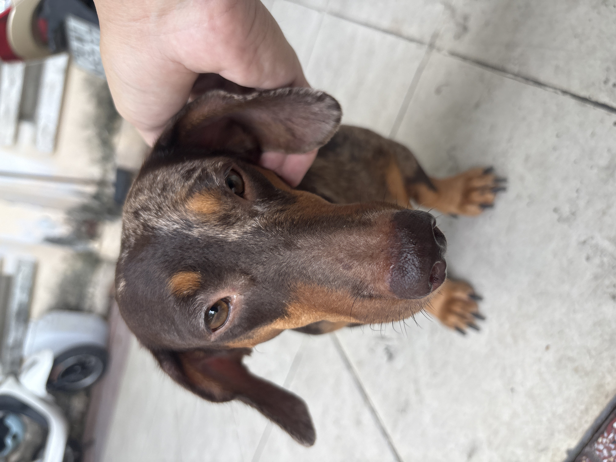 A close-up shot captures a dappled brown dachshund with dark brown markings and tan accents, looking directly at the camera. Its ears are long and floppy, with one slightly raised. A hand is gently stroking the dog's head. The dog is sitting on a tiled floor, which appears to be an outdoor patio or walkway. In the background, a white scooter is partially visible, along with a blurred building structure. The lighting suggests it is daytime, and the overall scene has a casual, domestic feel. The setting is consistent with an urban environment like Nha Trang Ward, Vietnam, where scooters are common and outdoor living spaces are prevalent.