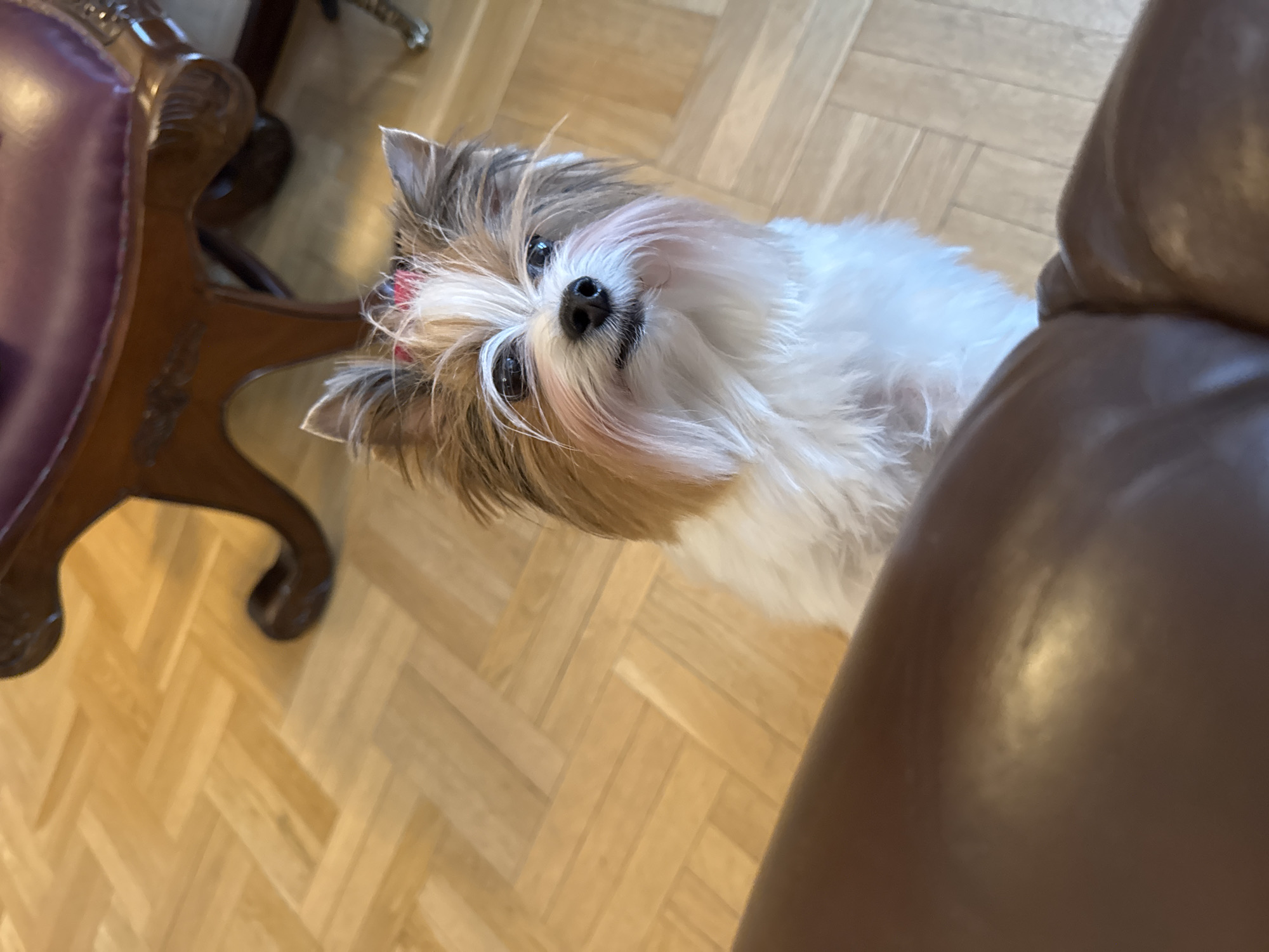 A tan and white Yorkshire Terrier mix dog with a pink bow in its hair stands on a light brown parquet floor, looking upwards towards the camera. A dark brown leather chair is partially visible in the lower right corner, and another ornate chair with dark wood and a purple leather seat is visible in the upper left corner. The scene is indoors. The location cannot be determined from this image alone.