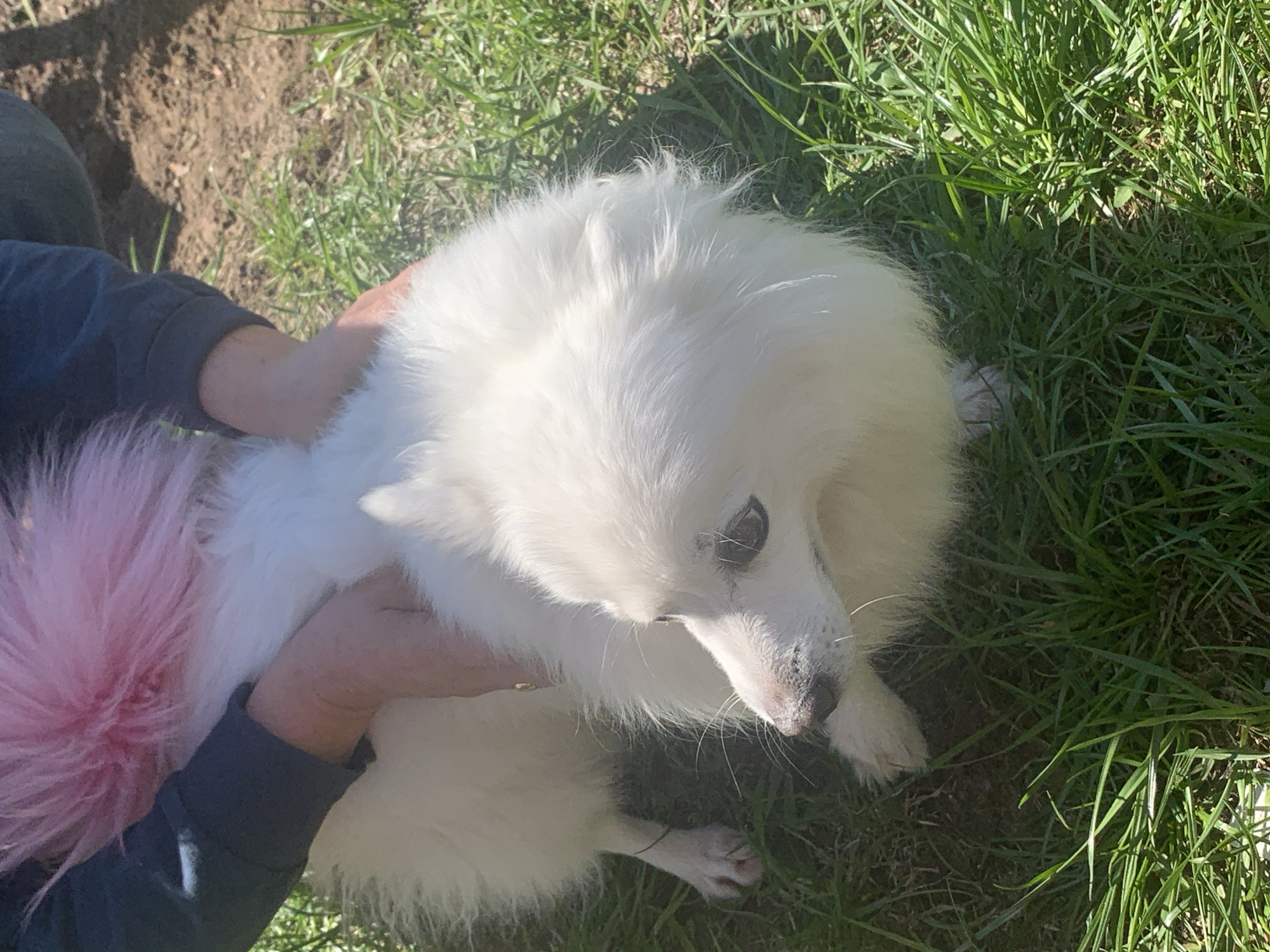 A white, fluffy dog is being held by a person in a grassy area. The dog's tail is dyed pink. The person is wearing a long-sleeved dark shirt. The environment consists of green grass and patches of bare earth. There is no information to suggest that the image was taken in Кемуль, Russia.