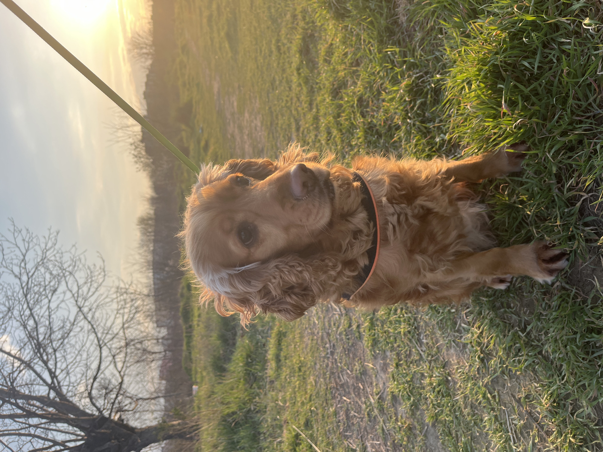A reddish-brown, medium-sized dog, appearing to be a Cocker Spaniel, is seated on a patch of green and sparse grass. The dog wears a dark collar with an orange stripe and is attached to a thin, light-green leash that extends diagonally upwards and to the right, out of the frame. The dog faces slightly to the right of the viewer, with its head turned. Its fur is curly, and a streak of lighter fur is visible above its left ear. The environment consists of an open field with varying lengths of green and dry grass. In the mid-ground and background, several bare deciduous trees with visible branches are present, suggesting a season without full foliage. The sky exhibits a clear light blue with some faint cloud streaks. The sun, positioned low in the upper right quadrant, casts a strong, golden light across the scene, illuminating the dog and the foreground grass from the right. This scene is located in Plovdiv, Bulgaria, during either sunrise or sunset.