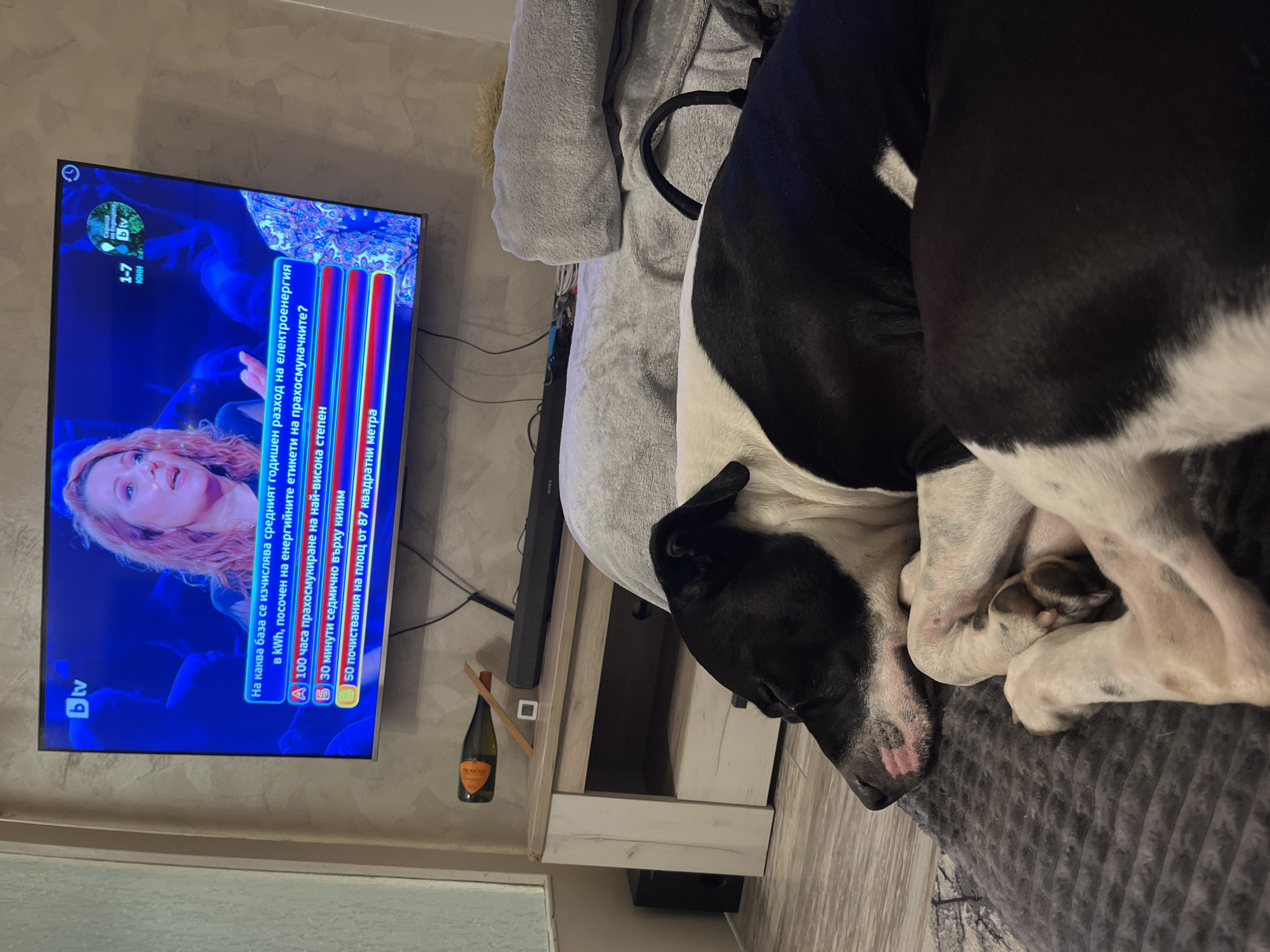The image shows a black and white dog curled up on a gray blanket or couch. A television is on in the background, displaying a game show in Bulgarian on the bTV channel. A bottle of Prosecco is on a shelf below the television. The text on the television screen includes the word "blv" and the numbers "1-7 Юни". The image provides no information about the location being Plovdiv, Bulgaria.