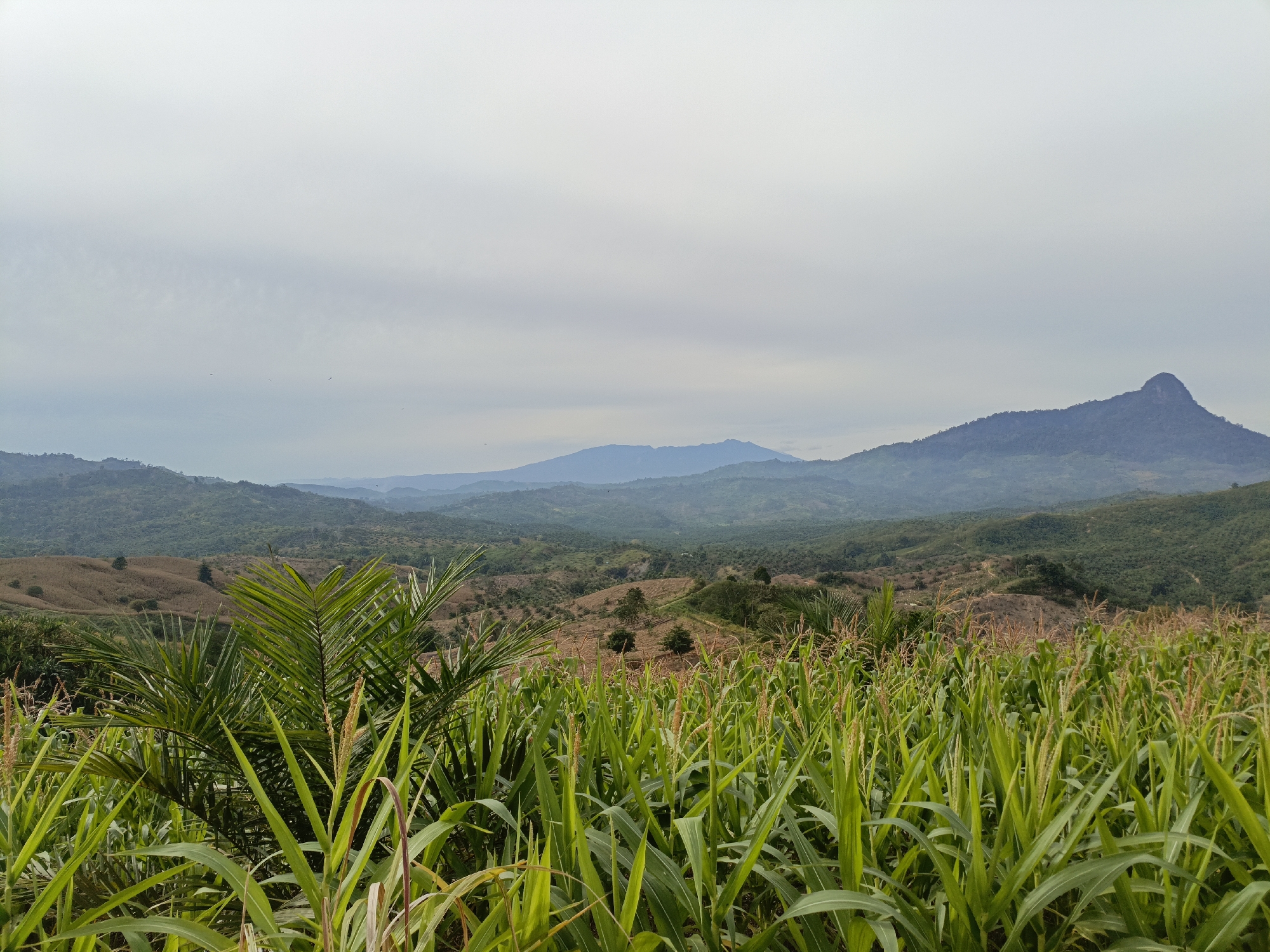 An outdoor, wide-angle, eye-level shot captures a scenic landscape with a foreground of lush green corn stalks and palm fronds. Beyond the crops, rolling hills covered in vegetation stretch towards the horizon, where a hazy mountain range is visible under an overcast sky. The overall impression is one of natural beauty and agricultural cultivation.