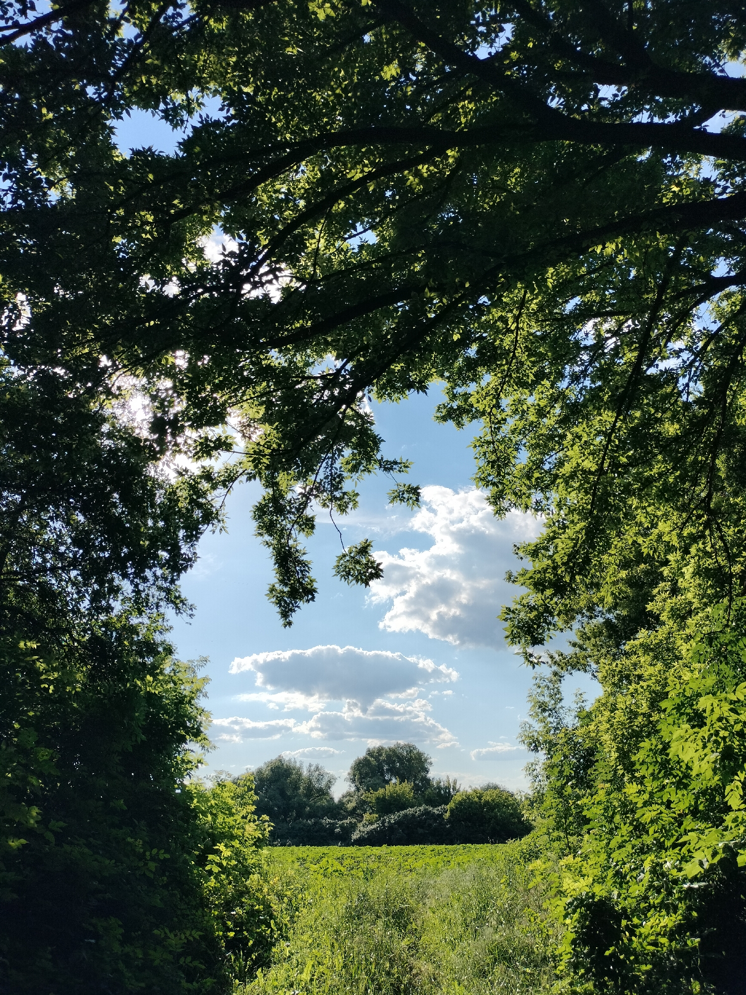 This media file depicts a picturesque outdoor scene, likely in Lykhove, Ukraine, during the daytime. The framing of the shot is dominated by lush, green foliage from trees whose branches arch over the frame, creating a natural window. The leaves are densely packed and illuminated by sunlight, suggesting a bright, clear day.
Through this verdant archway, a vibrant green field stretches towards the horizon. The field appears to be cultivated with rows of crops, some of which are taller than others, creating a textured landscape. Beyond the field, a line of trees forms a darker green backdrop against the sky.
The sky above is a brilliant blue, dotted with fluffy white cumulus clouds. The sunlight filters through the leaves and clouds, casting a soft glow on the scene and creating dappled light effects. The overall mood is serene and peaceful, evoking a sense of nature's beauty and tranquility. There are no visible people or objects in the scene, with the focus being entirely on the natural environment. The time of day appears to be mid-morning to afternoon, given the brightness of the sunlight and the clarity of the sky.