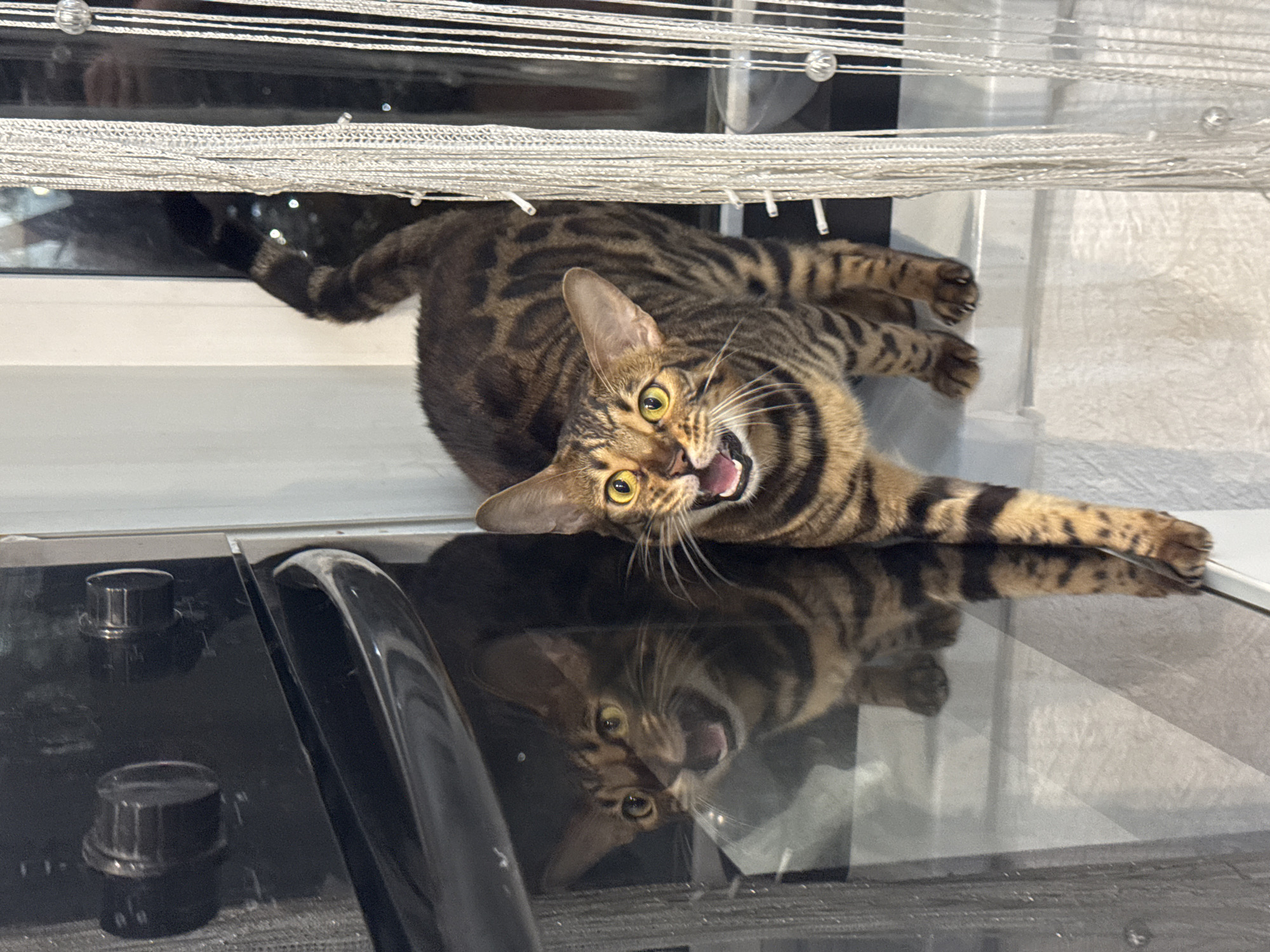 A lively Bengal cat with characteristic spotted and striped fur is captured lying on its back or side on a light-colored surface, positioned near a window. The cat's head is turned directly towards the camera, its mouth wide open in an expressive meow, yawn, or playful grimace, revealing its tongue and teeth. Its large, bright yellow-green eyes are wide and focused. One of its front paws is outstretched towards the top of the frame near the window area, while its tail is visible extending towards the window.
Above the cat, a window is partially covered by textured, light-colored horizontal blinds, possibly adorned with small beads. Through the gap in the blinds, a dark background with subtle light reflections is visible, suggesting an indoor setting with external light sources or reflections.
The lower half of the image features a dark, highly reflective surface, likely a glass stovetop or countertop, which prominently displays an inverted reflection of the cat's head, capturing its open mouth and wide eyes. Two black control knobs are visible on the left side of this surface, and a curved black handle is present on its right, reinforcing the impression of kitchen appliance.
The scene is lit by artificial indoor lighting, which, combined with reflections in the window, hints at an evening or nighttime setting. The cat's animated expression conveys playfulness or vocal interaction. No visible text is present in the image.