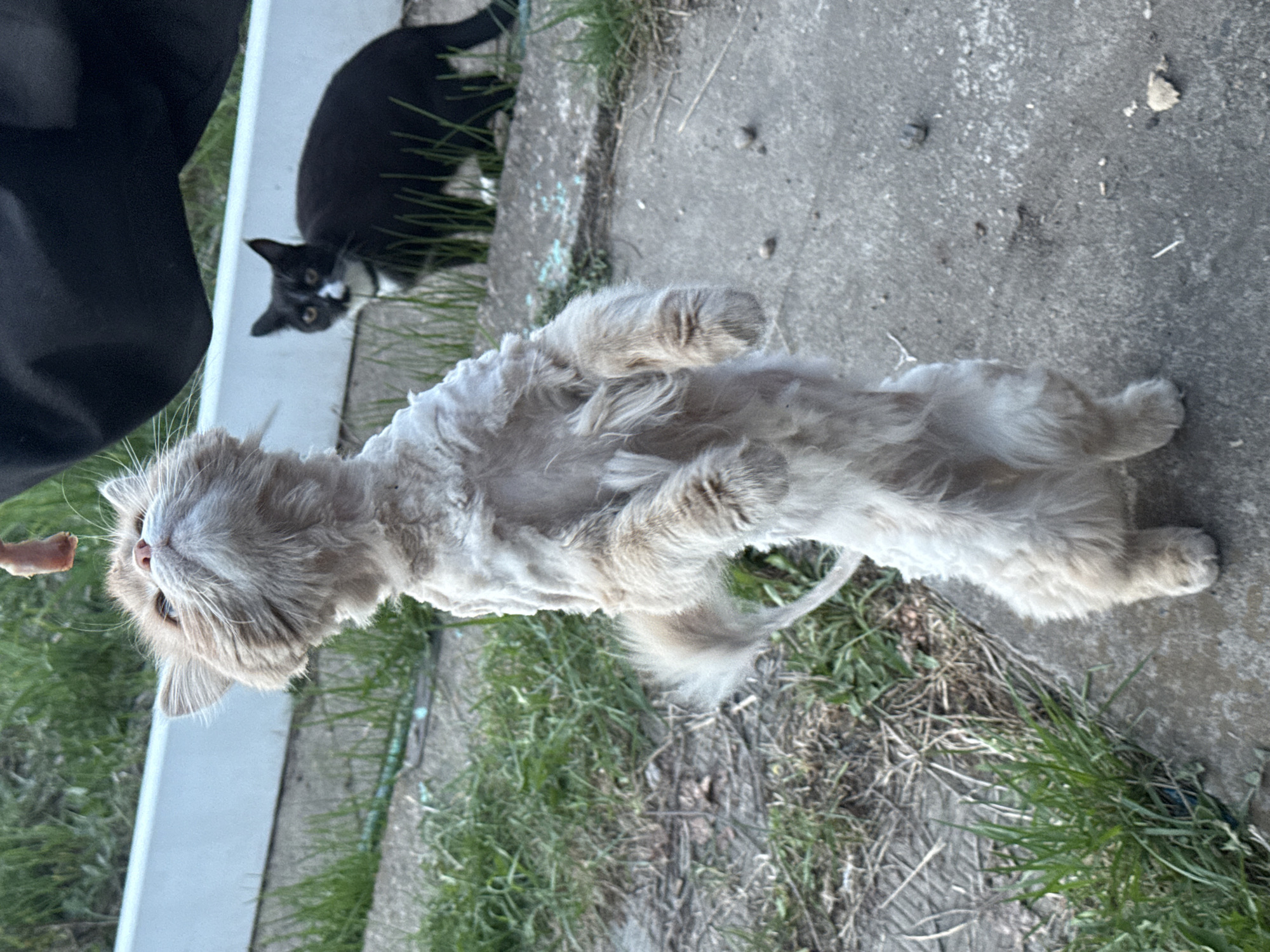 The image depicts two cats outdoors, likely in a residential area. The main subject is a light-colored cat lying on its back in the grass near a concrete surface. The cat appears to be looking up towards a hand holding something that might be food. In the background, a black and white cat is partially visible, standing near some grass. The environment includes grass, concrete, and what appears to be part of a white structure. There is no indication of this photo being taken in Chaikovsky, Russia.