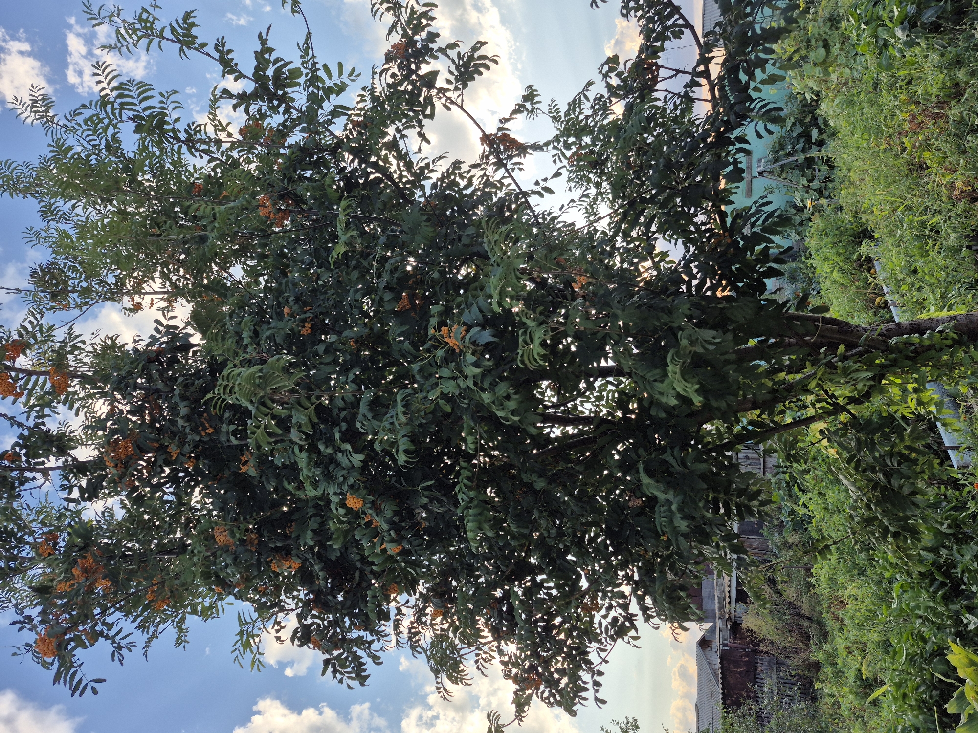 A full-shot, outdoor photograph shows a rowan tree laden with orange berries against a backdrop of a cloudy blue sky and a lush garden in what appears to be a rural or suburban setting. The tree is the central focus, with its dark green leaves and clusters of bright orange fruit occupying the majority of the frame. The lower portion of the image reveals an overgrown garden with a variety of green plants, some appearing to be vegetables or other foliage. In the background, dilapidated wooden structures and a fence are visible, suggesting a somewhat unkempt or rustic environment. The lighting indicates it is likely late afternoon or early evening, given the softness of the light and the warm tones in the sky and on the foliage. There are no people or animals present in the image.