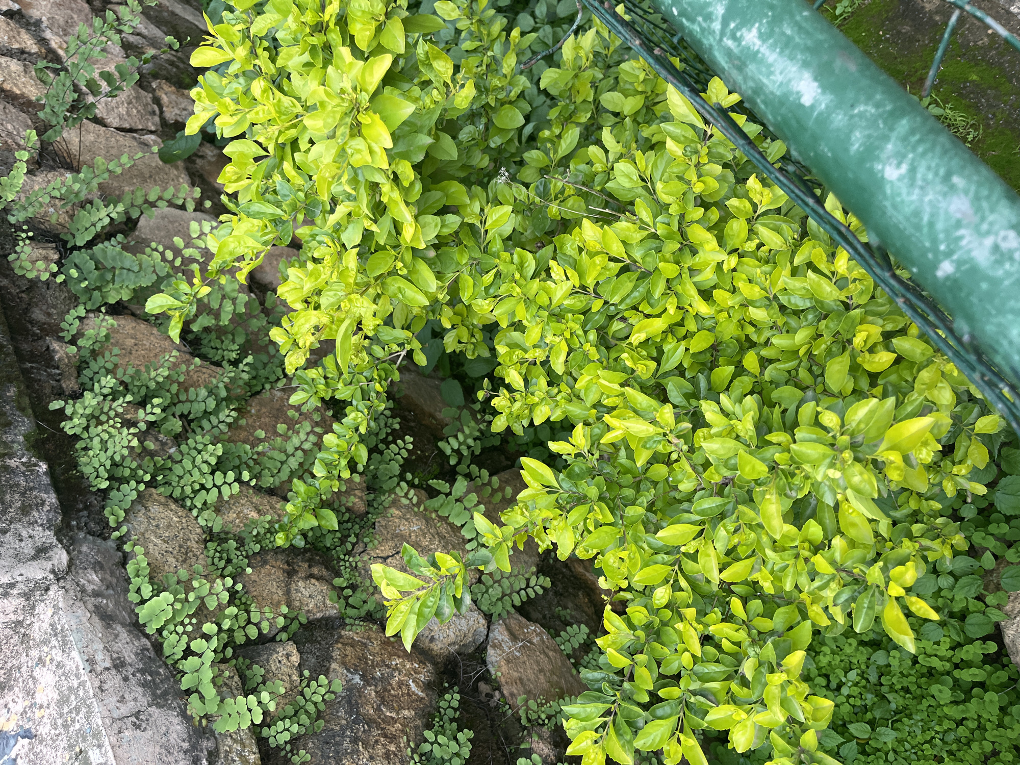 The image depicts a close-up view of a stone wall overgrown with small, light green ferns and other ground cover. In the foreground, a dense bush with bright, lime-green leaves dominates the frame, obscuring a portion of the wall. A green metal fence runs diagonally across the lower right section of the image. The scene appears to be outdoors, possibly in a garden or a natural setting within the city of Jos, Nigeria, judging by the textures of the stone and the type of foliage. There are no people or animals visible. The lighting suggests it might be a cloudy day or late afternoon.