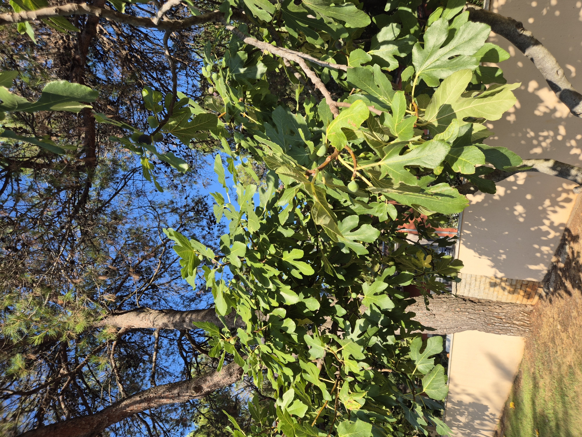 The image shows a close-up of a fig tree with its lush green leaves and developing figs, set against a bright blue sky. A large pine tree is visible behind the fig tree, with its branches intertwining. In the background, a light-colored wall casts dappled shadows from the foliage onto the ground. The scene appears to be in a garden or yard setting. The specific location in Umag, Croatia is not identifiable from the visual information alone.