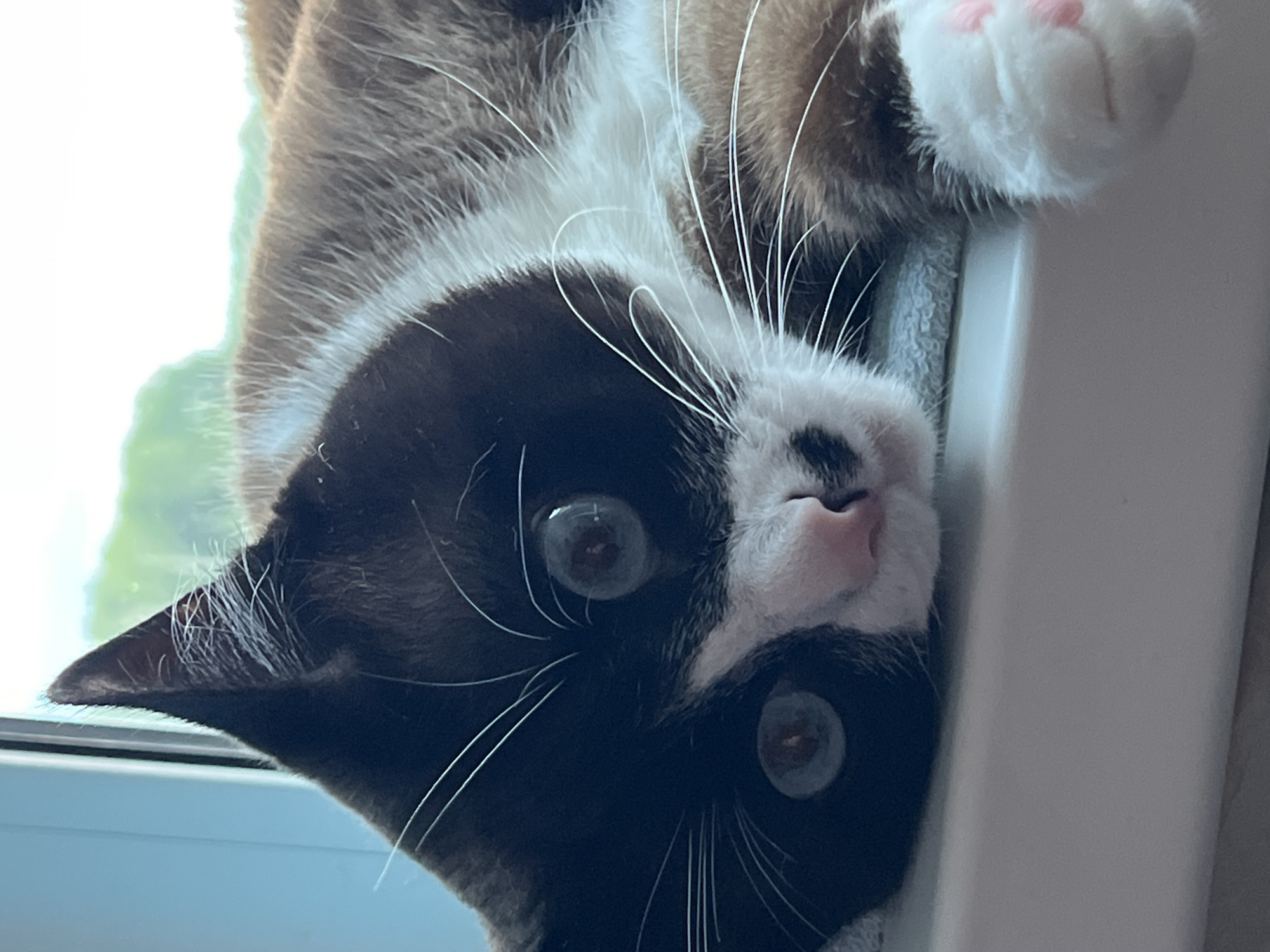 The image is a close-up, upside-down shot of a black and white cat. The cat is the sole subject. Its face is tilted upwards, with large, round, light-colored eyes looking directly at the camera. The cat has black fur around its eyes and ears, with a white patch on its nose and muzzle, and prominent white whiskers. The background is blurred and consists of a bright, out-of-focus area that appears to be outside, with hints of green foliage, suggesting daylight. The cat is resting on a textured, light-colored surface, possibly a blanket or towel, which is itself on a white, flat surface, possibly a windowsill or ledge. The overall impression is one of a domestic setting. The lighting suggests it is daytime, likely outdoors based on the green background. The cat's expression could be interpreted as curious or playful, given its direct gaze and the unusual orientation. There is no visible text in the image.