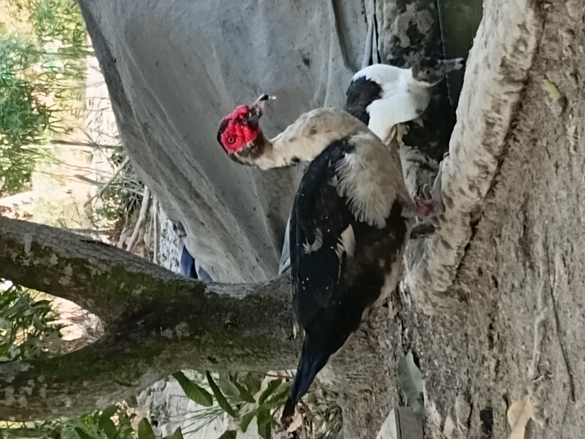 In Margo Rukun, Indonesia, two Muscovy ducks are present in an outdoor, rustic environment. The duck in the foreground, a male, displays striking red caruncles around its eyes and beak, with black and white plumage on its body. It stands on a rough, beige-colored surface, possibly a log or embankment. Behind it, another duck, partially obscured, is drinking from a body of greenish water. The background features a large, gray tarp-like structure, a tree with rough bark and some foliage, and scattered debris on the ground, suggesting a rural or semi-developed area. The lighting indicates it is daytime, with shadows present.