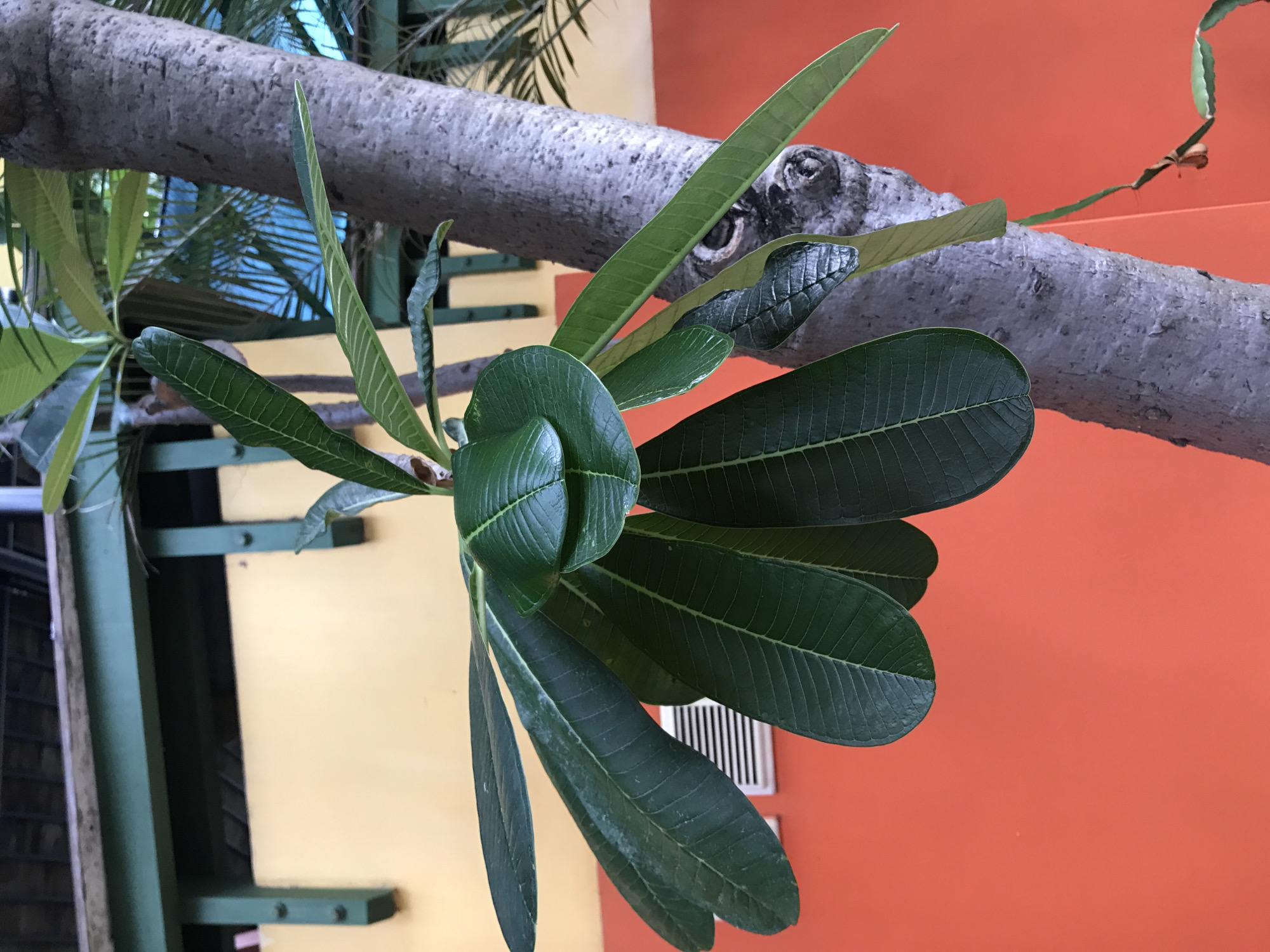 The image shows a branch of a Plumeria tree (commonly known as Frangipani) with large, dark green leaves. The branch is a light gray with a gnarled texture. In the background, there is a wall painted a vibrant orange color. A small section of a yellow wall is also visible. The photo may have been taken in Baan Chaweng, Thailand, known for its tropical environment where Plumeria trees thrive. There is no other detail.