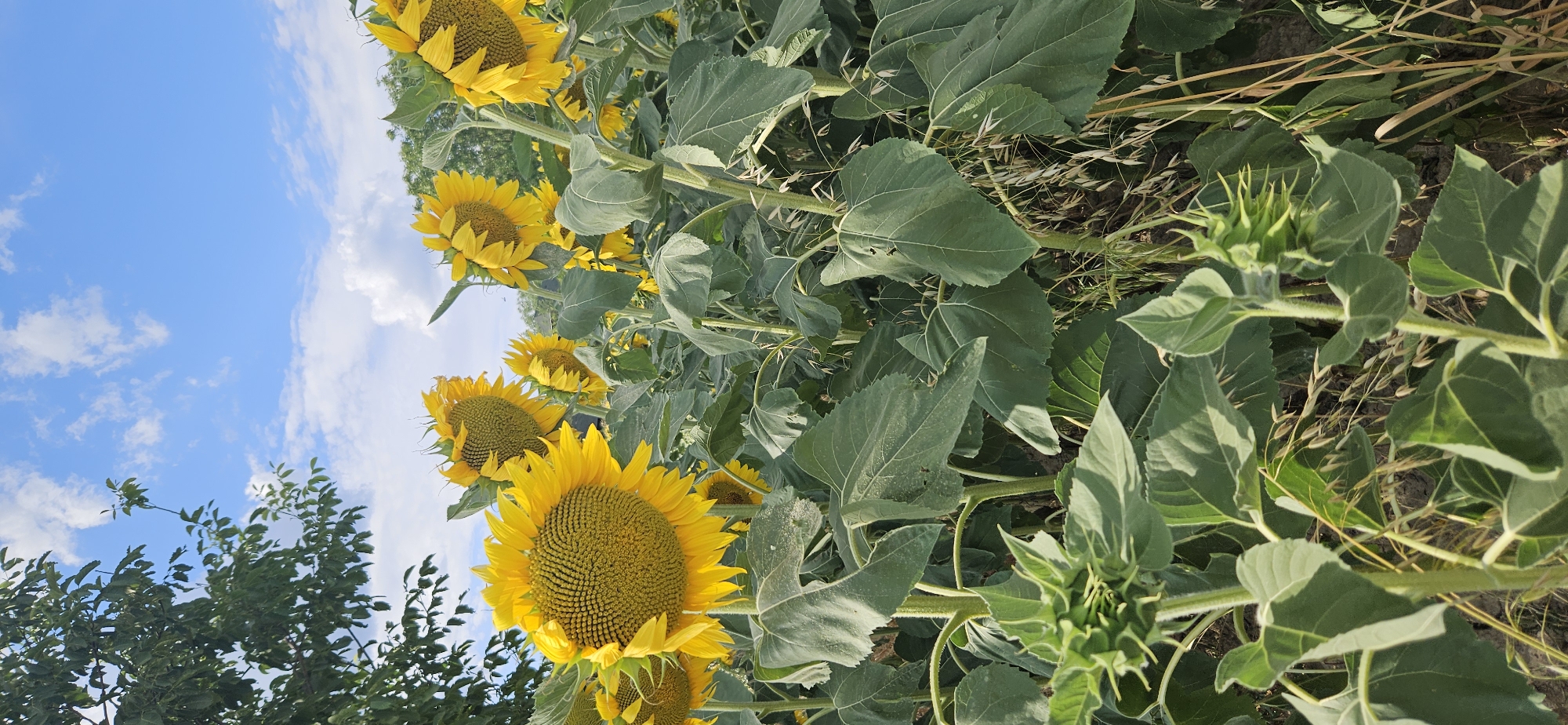 This is a vertical, medium-shot photograph of a field of sunflowers under a bright blue sky with scattered white clouds. The foreground is dominated by the large, vibrant yellow heads of sunflowers with dark brown centers, their petals fanning outwards. The leaves of the sunflowers are large, dark green, and slightly rough in texture, some showing signs of wear. In the bottom left and right of the frame are unopened sunflower buds, their green sepals tightly furled. Interspersed with the sunflowers are dry, straw-colored stalks and blades of grass. In the upper left quadrant, the dark green foliage of a tree with dense leaves partially obscures the sky. The background reveals more rows of sunflowers and a faint line of green trees and vegetation against the horizon. The lighting suggests a sunny day, with the sun illuminating the sunflowers from the side. The scene is outdoors in a rural or agricultural setting. The location is specified as Cserszegtomaj, Hungary, implying a natural or cultivated landscape typical of the region. There are no people or animals visible in the image.
