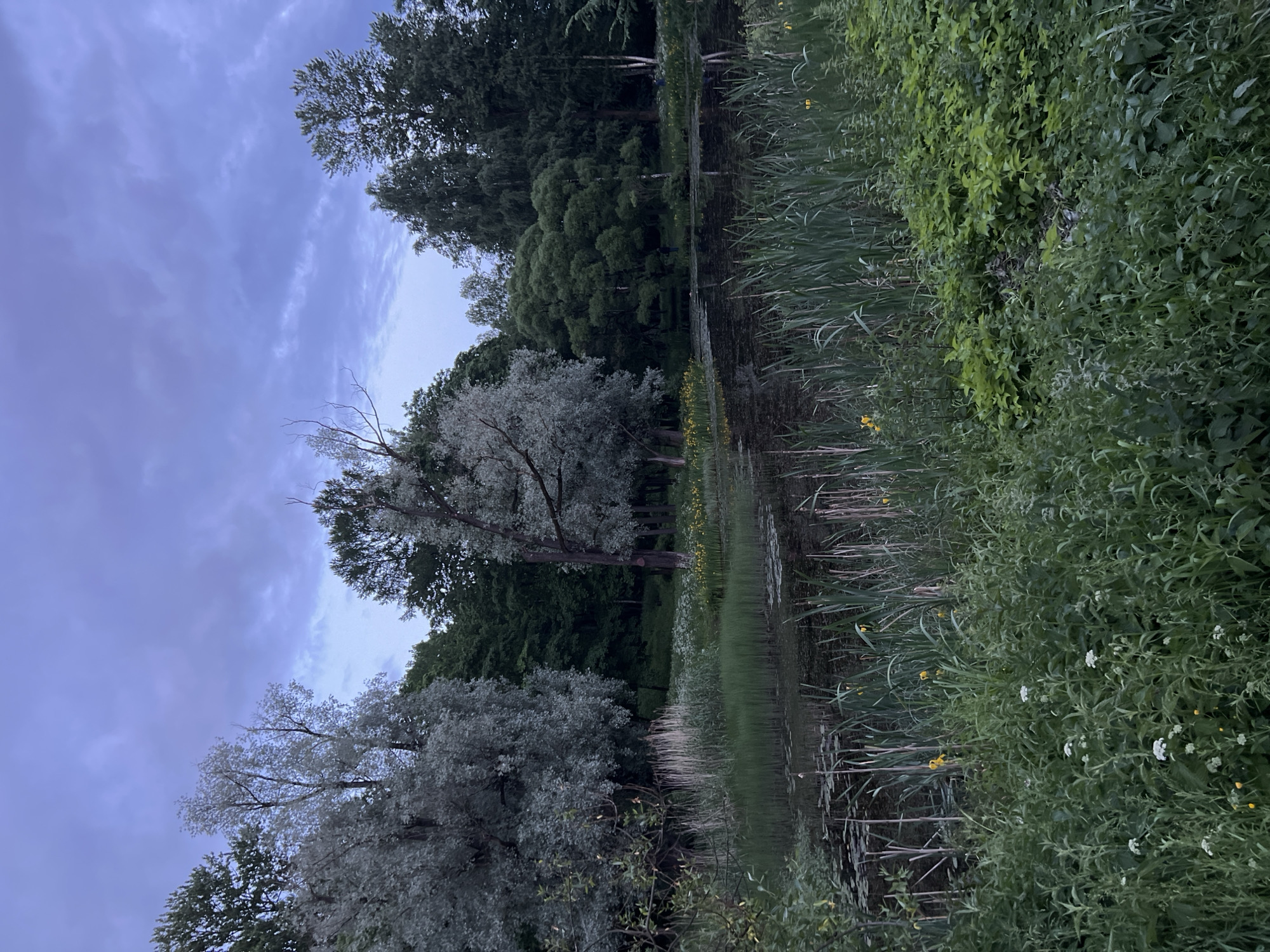 The image depicts a tranquil pond scene within a park, likely during twilight hours. The sky is overcast with a soft, blue-grey hue, indicating evening or a cloudy day. The foreground is dominated by lush, green vegetation, including tall reeds and smaller leafy plants, some of which have white and yellow flowers. The pond itself is dark, reflecting the surrounding trees and sky, with lily pads visible on its surface. Tall trees with silver-grey leaves, characteristic of trees like willow or birch, line the edge of the pond, interspersed with darker, denser foliage forming a backdrop. The overall atmosphere is serene and natural. Based on the style of the park and vegetation, this could potentially be a scene from the Park of the First Five-Year Plan or the Sosnovka Park in Saint Petersburg, Russia, both known for their naturalistic landscapes and water features. No people are clearly visible in the frame.