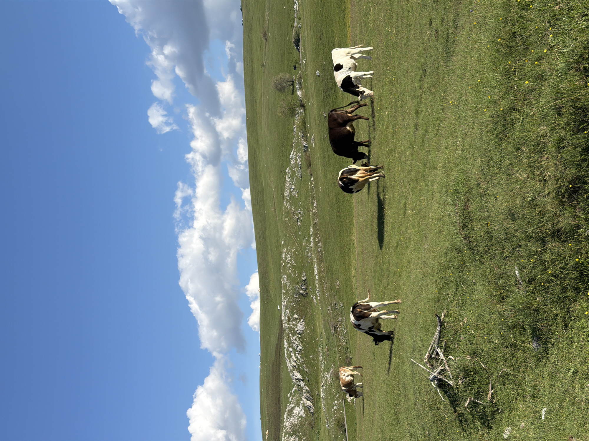 The image shows a pasture in Pišče, Montenegro, featuring several cows grazing on a green hillside under a blue sky with scattered white clouds. The cows are of various colors, including black, white, and brown. The hillside slopes upward, with some rocky outcroppings visible. There are also some dead branches on the ground. The grass is a vibrant green, with some yellow flowers interspersed.