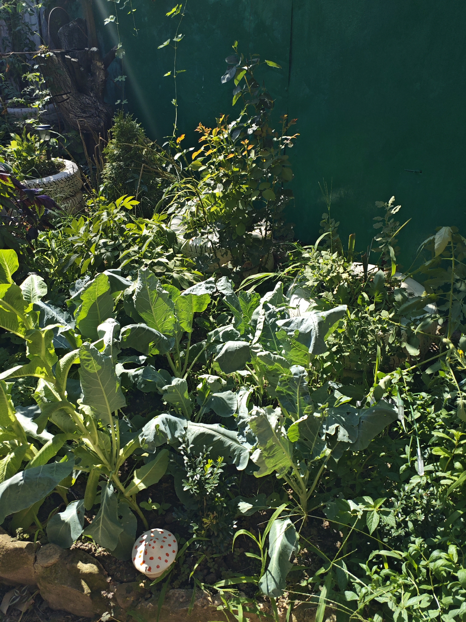 The image depicts a sun-drenched garden bed with lush green foliage, including several large-leafed plants, likely broccoli or a similar vegetable. In the foreground, a decorative mushroom figure with red polka dots rests on the soil among rocks. Behind the plants, a dark green vertical fence is visible, partially shaded by the surrounding vegetation. The scene suggests a well-maintained garden area. There are no people or animals present in the image. The environment is natural and appears to be outdoors.