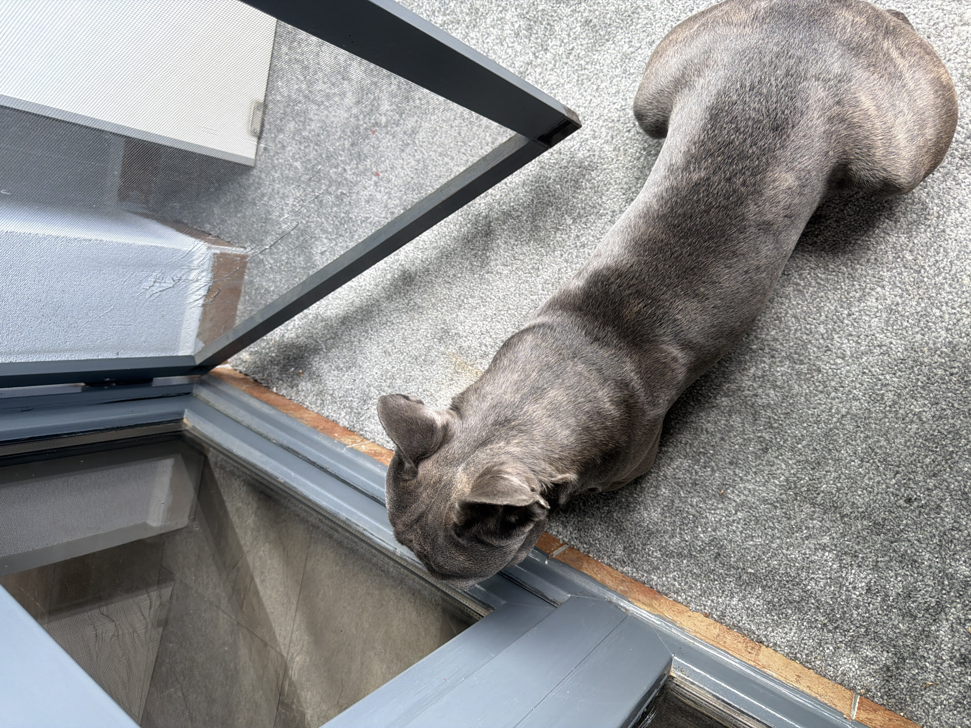 A gray French bulldog is lying on a gray carpet, with its head bent down to look through a partially opened glass door. The door frame is gray, and the glass pane reveals a dark interior space. A portion of a white wall and a screen are visible beyond the door. The lighting suggests it is daytime, and the indoor setting implies a home environment. The dog's posture and focus suggest curiosity or an attempt to reach something. The scene appears to be indoors, in Ruse, Bulgaria. There is no visible text in the image.