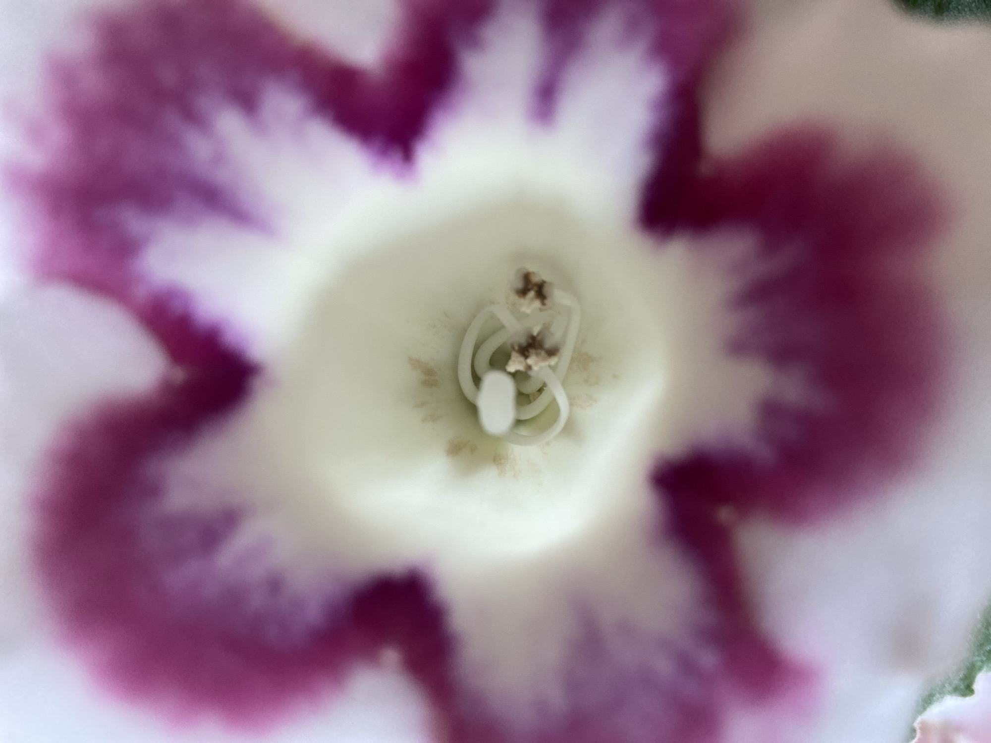 The image is a close-up, macro photograph of the center of a flower. The flower has white petals with deep pink or magenta edges that blend into the white. The center of the flower is white and shows the stamen and pistil. The stamen filaments are white and coiled, with small, brown anthers at the tips. The pistil is also white and appears to be a single, slightly flattened structure. The background is blurred, focusing all attention on the flower's reproductive parts and the intricate coloring of its petals. There is no information in the image that relates to Zelenodol'sk, Russia, or any other specific location.