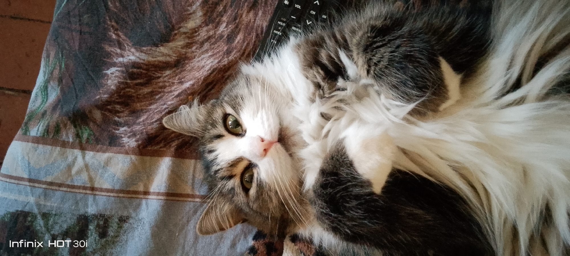 A long-haired cat with gray, white, and brown markings is lying on its back on a patterned surface. The cat's eyes are open and looking towards the camera. A portion of a black remote control with buttons is visible near the cat's head. The surface beneath the cat appears to be fabric with a design that includes abstract shapes and possibly animal imagery. The lower left corner of the image displays text indicating "Infinix HOT 30i". The background shows a brick-like texture. There is no information in the image to suggest a location in Kedrovy, Russia.