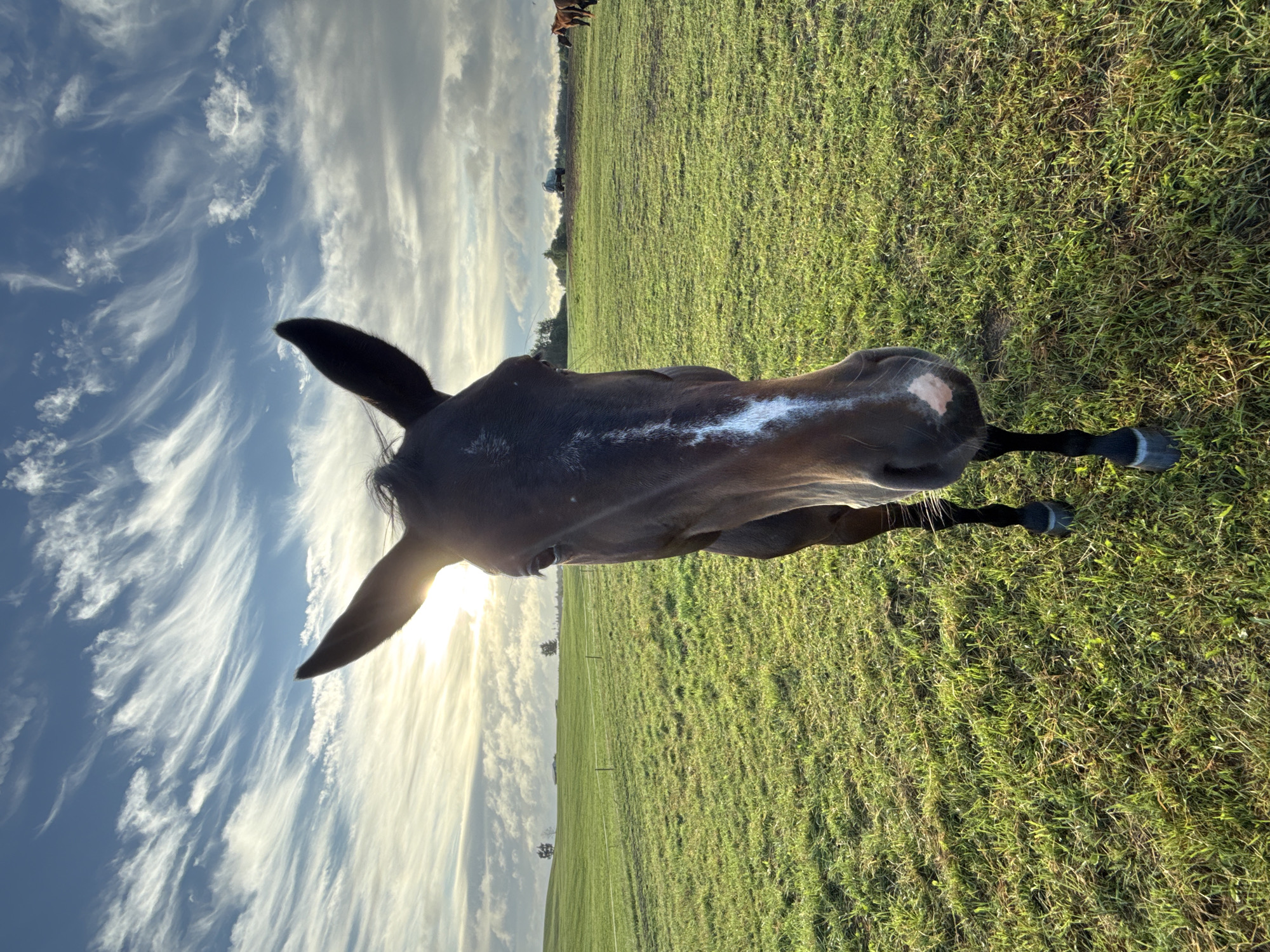 A close-up, eye-level, full shot features a dark brown horse standing in a vast, sunlit green field. The horse is facing directly towards the camera, its head tilted slightly. A prominent white blaze runs down its forehead and nose, and a small white patch is visible on its muzzle. Its ears are erect and angled upwards. The background is a rolling landscape under a sky filled with dramatic, wispy clouds illuminated by a low sun, which casts a bright glow and lens flare. In the distance, a few trees and a building are faintly visible, as are other horses grazing in the field. The overall impression is one of a peaceful, rural scene, possibly on the outskirts of Galinė, Lithuania.