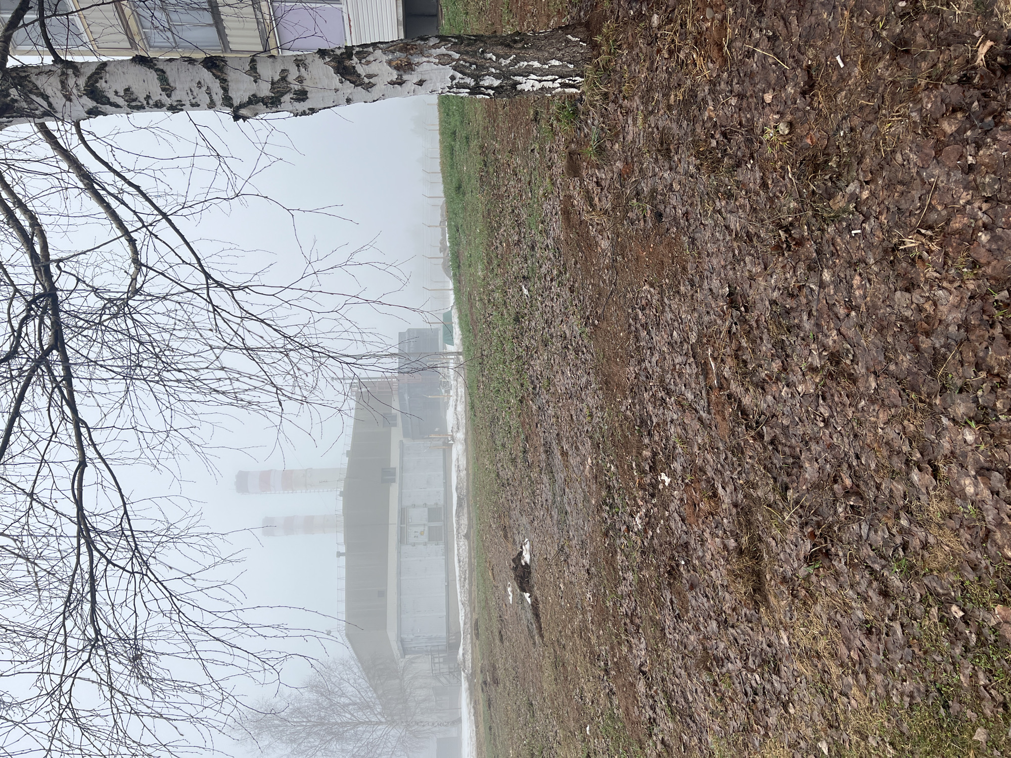 The image shows a view in Марковский, Russia. A birch tree stands on the left edge of the frame. The ground is covered in dead leaves and some patches of green grass. In the distance, obscured by fog, is a large industrial building with tall smokestacks. A portion of a building is visible at the top of the frame.