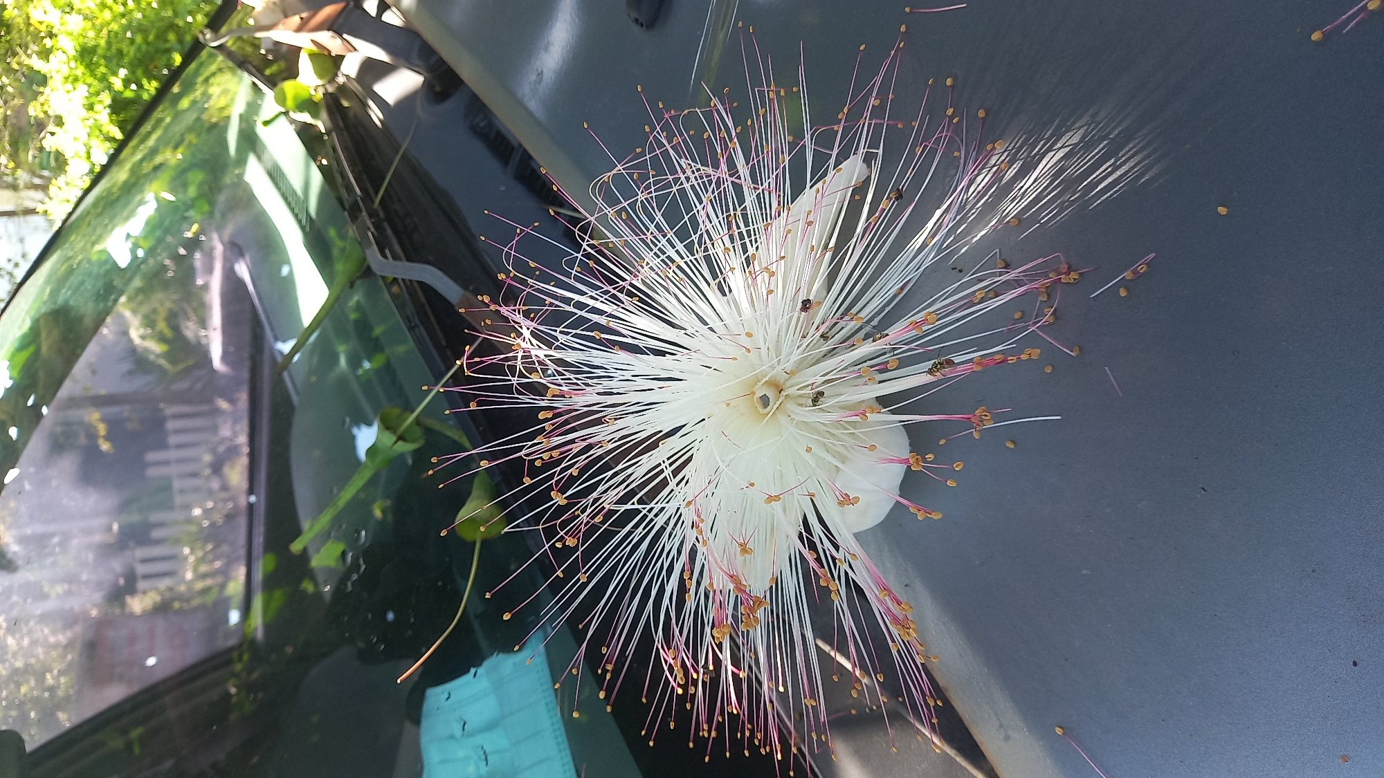 The image depicts a Fish Poison Tree flower (Barringtonia asiatica) fallen on the hood and windshield of a vehicle. The flower's numerous long, white stamens with pink tips are prominently displayed, with several bees visible on the flower. Seeds from the flower are scattered on the gray hood. The windshield reflects surrounding greenery, suggesting an outdoor environment in Ban Tak Daet, Thailand. A light blue face mask is visible on the windshield near the edge of the frame.