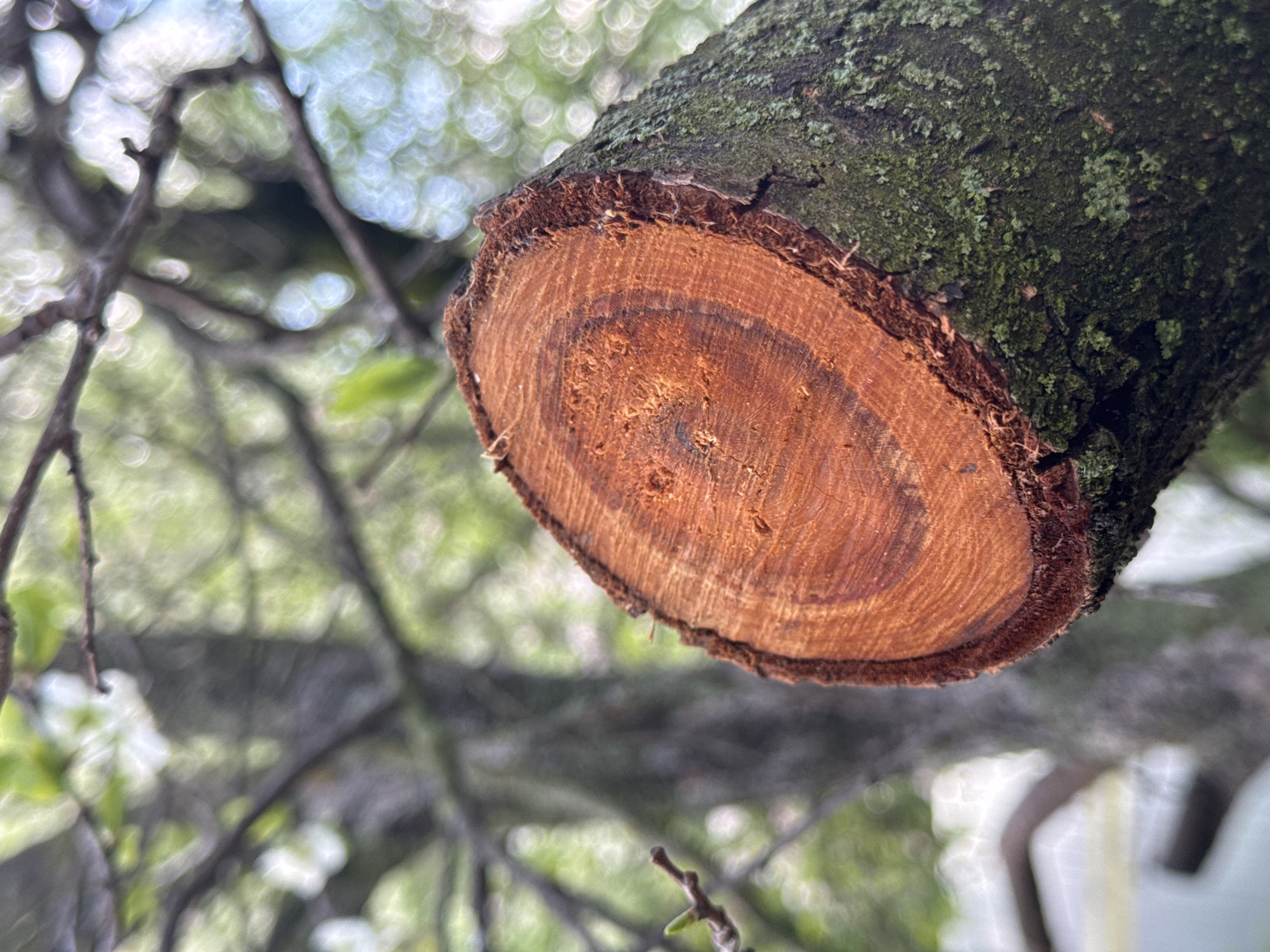 The image shows a sawn-off tree branch. The cut surface displays concentric growth rings. The bark is visible on the upper portion of the branch. The background consists of blurred tree branches and foliage. The location and city are unknown.