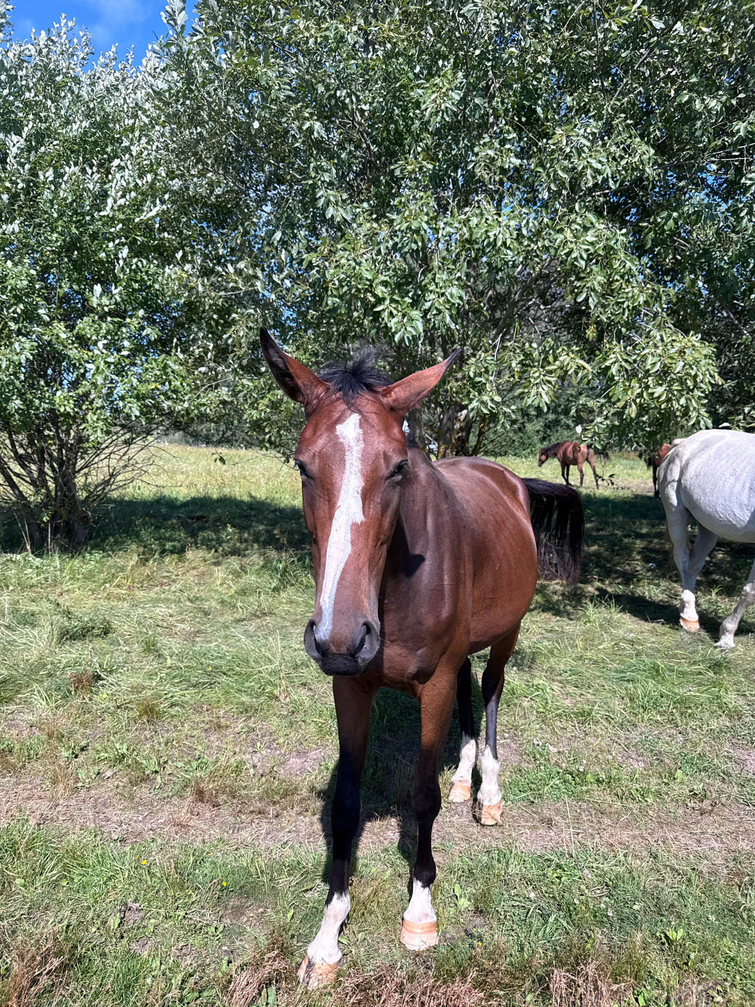 A bay horse stands in a grassy field, facing the camera. Its head is turned slightly to the left, and it has a white blaze down its forehead. The horse has a dark mane and tail. In the background, there are several trees with green leaves, and more horses are visible in the distance. The sky is blue. The scene appears to be in a rural area, possibly a pasture or farm. The location is identified as Galinė, Lithuania.