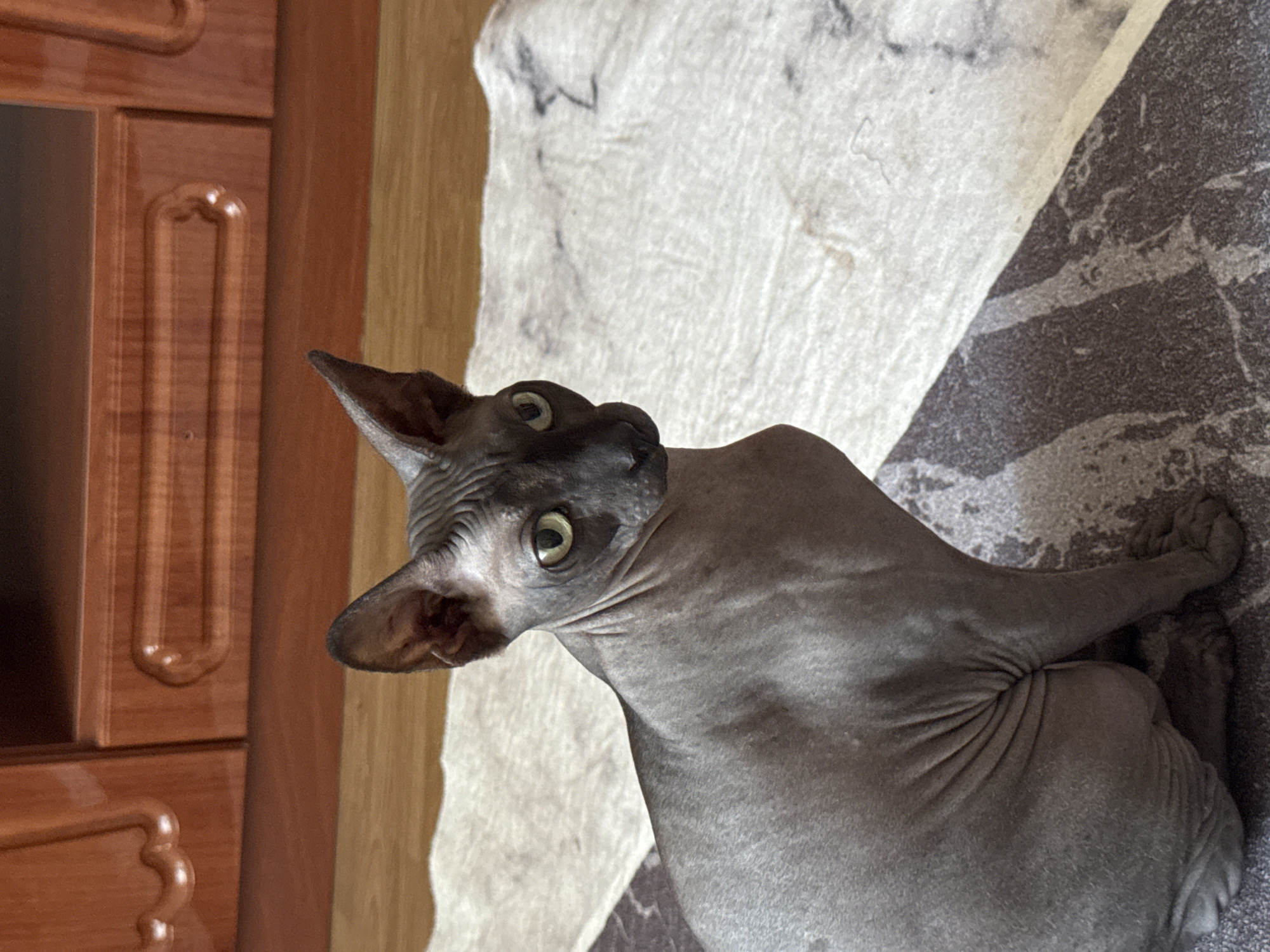 A hairless cat sits on a rug in front of a wooden cabinet. The cat is gray with green eyes and wrinkled skin. The rug has a pattern of light and dark brown stripes. The wooden cabinet appears to be part of a piece of furniture, possibly a TV stand or dresser. The floor beneath the rug is wooden. The image is taken indoors, likely in a residential setting in Tiraspol, Moldova.