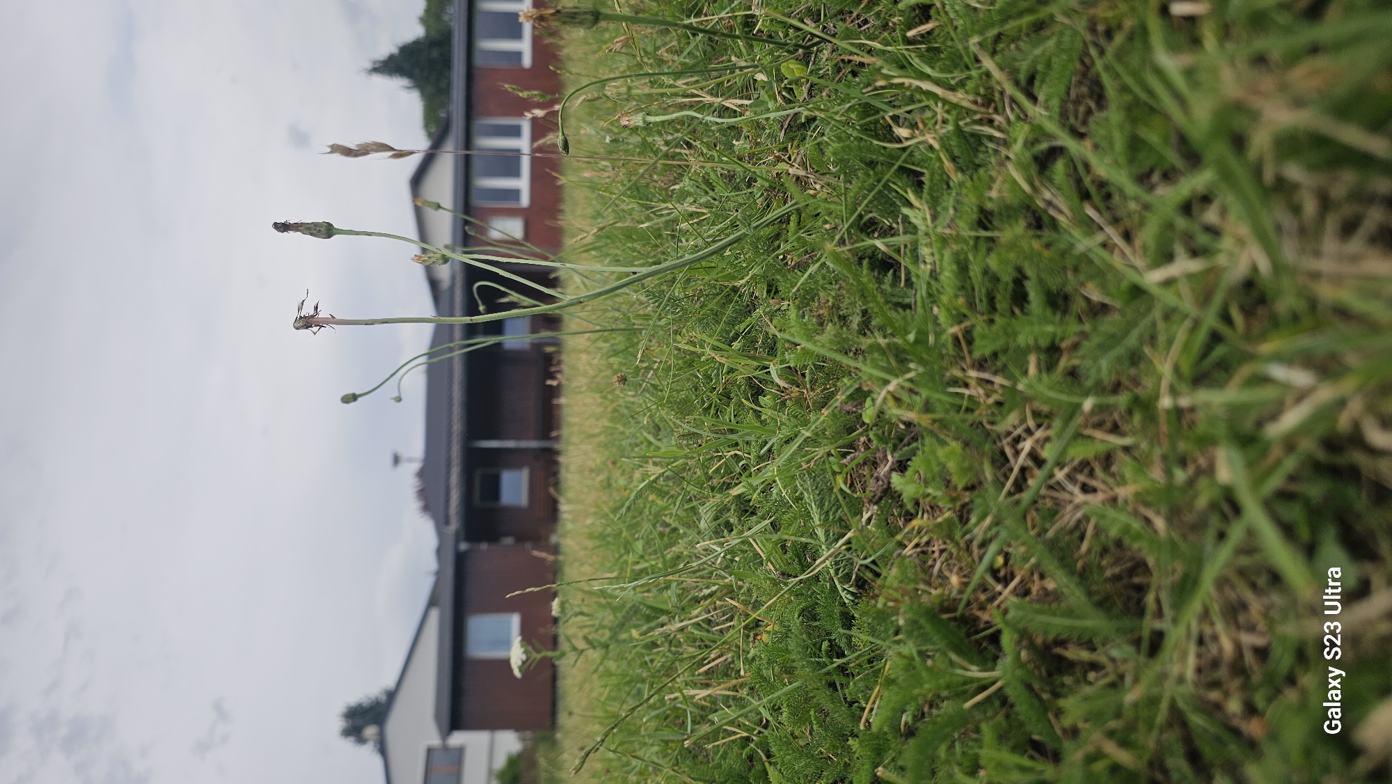 This media file depicts a low-angle, sideways view of a grassy area in front of buildings. The foreground is dominated by green grass and some dry stalks. In the mid-ground, a few delicate plant stems with small buds are visible, one of which has a small, reddish-brown insect on it.
Behind the grass, a long, dark-roofed building with red brick walls and several windows is partially visible. To the left of this building, another building with a lighter facade and windows can be seen. The overall setting appears to be a residential or semi-residential area. The sky is overcast, suggesting a cloudy day. The time of day is not explicitly indicated but appears to be daytime.
The image contains the visible text "Galaxy S23 Ultra" in the lower right corner, which is a product watermark. There are no people or distinct events taking place in the image; it is a still life focused on the natural elements in the foreground and the background architecture. The mood is neutral, focusing on the textures and forms of the environment. The location context provided is Schleiz, Germany.