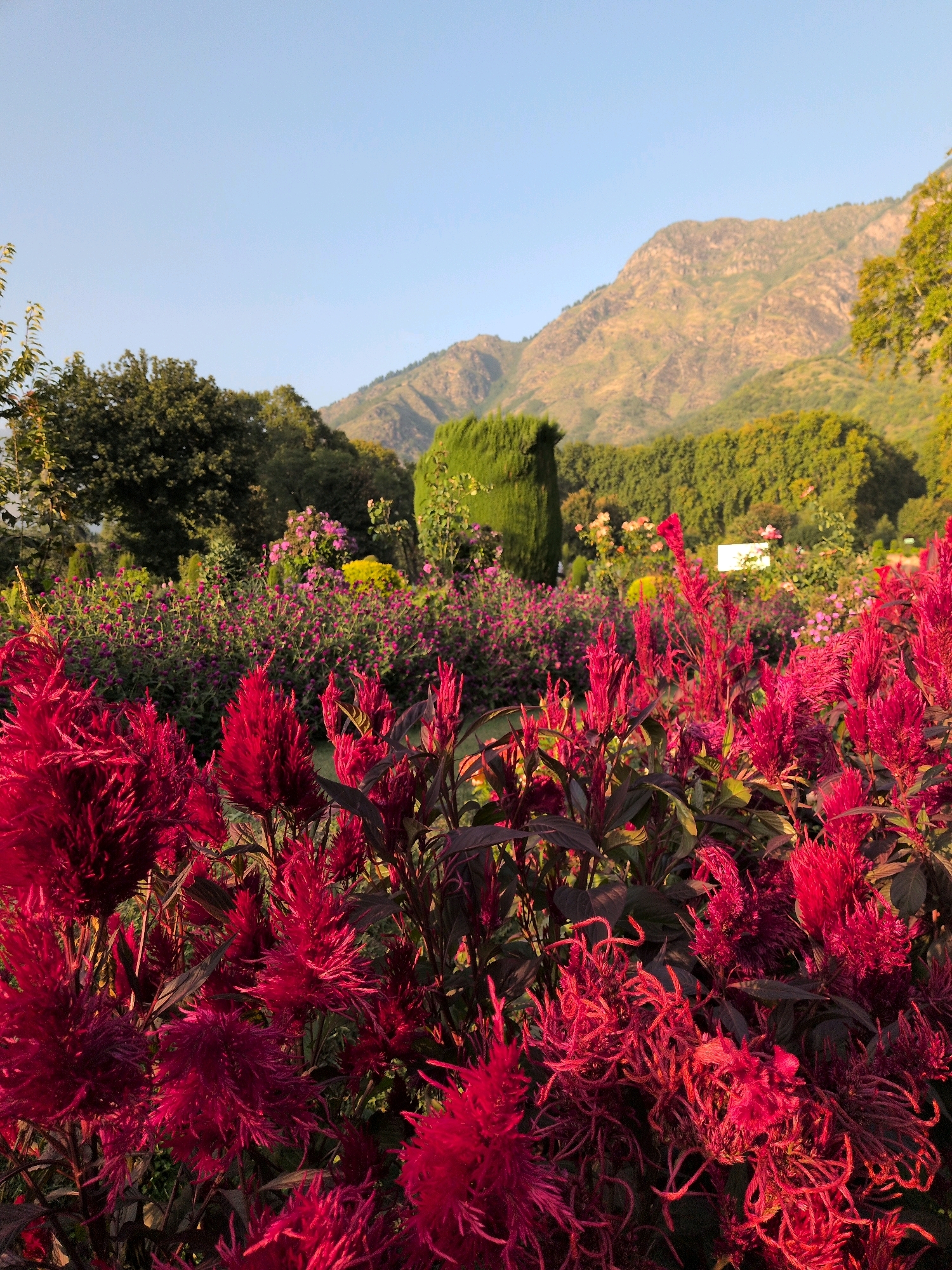The image depicts a vibrant garden in Srinagar, India, likely a botanical garden or a well-maintained park, under a clear, pale blue sky. In the foreground, a dense cluster of deep red, feathery flowers, possibly celosia, dominates the frame. These flowers are in sharp focus, showcasing their intricate textures and rich color. Behind them, a mid-ground of various other flowers and foliage is visible. There are rows of smaller, purplish-pink flowers, possibly gomphrena, and patches of yellow blossoms. Lush green trees and manicured hedges form a backdrop to the flower beds. In the distance, a majestic mountain range rises, its slopes covered in a mix of green vegetation and rocky outcrops. The lighting suggests it is either early morning or late afternoon, casting a warm glow on the landscape. The scene is tranquil and picturesque, highlighting the natural beauty of Srinagar.
