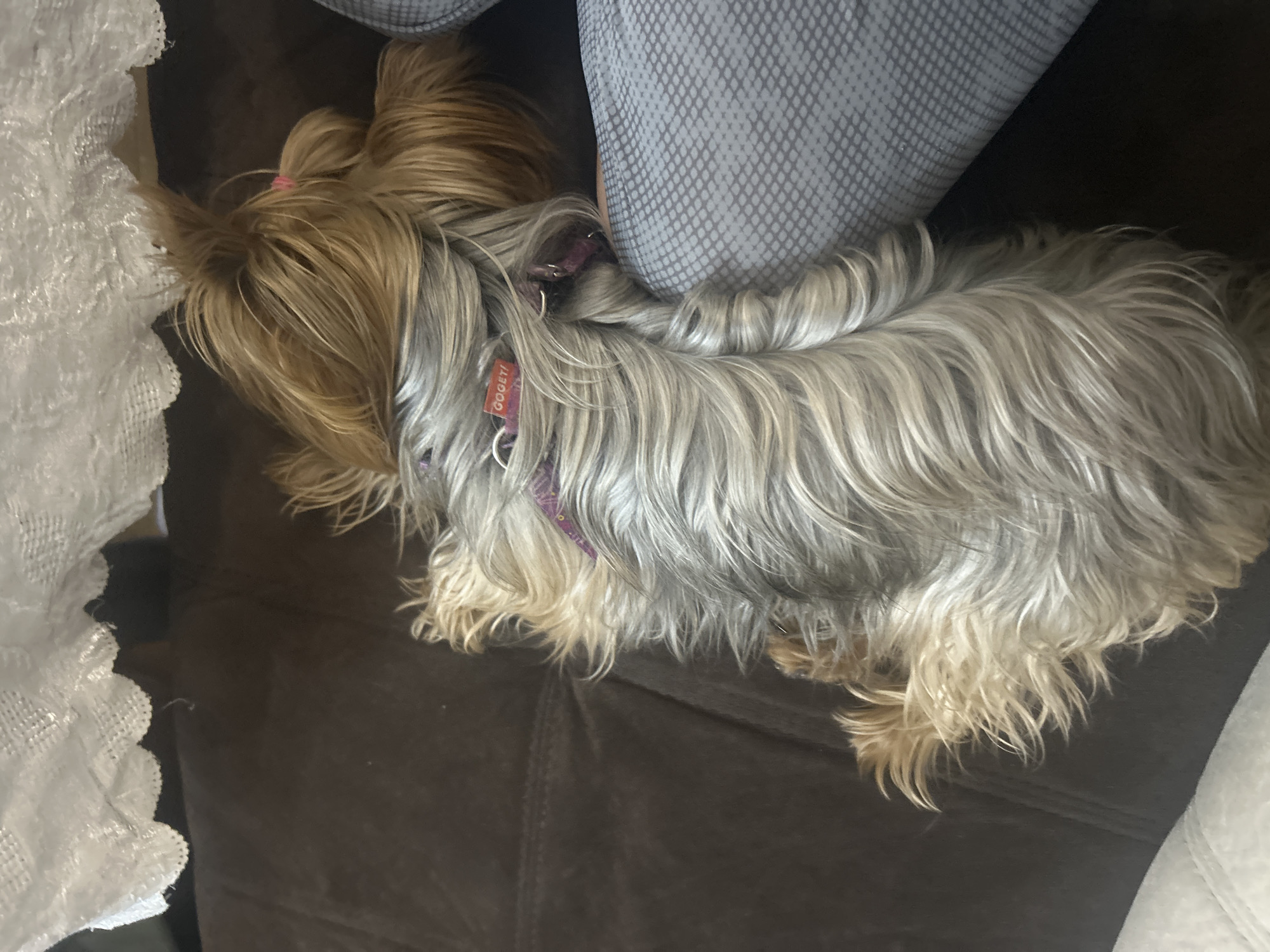 A small, long-haired dog is lying down on a dark brown upholstered surface, possibly a couch. The dog has a light brown and gray coat, and is wearing a purple collar with an orange tag. A patterned gray fabric is positioned behind the dog. A white lace fabric is located near the dog's head. The location in the city of Burgas, Bulgaria cannot be determined from this image.