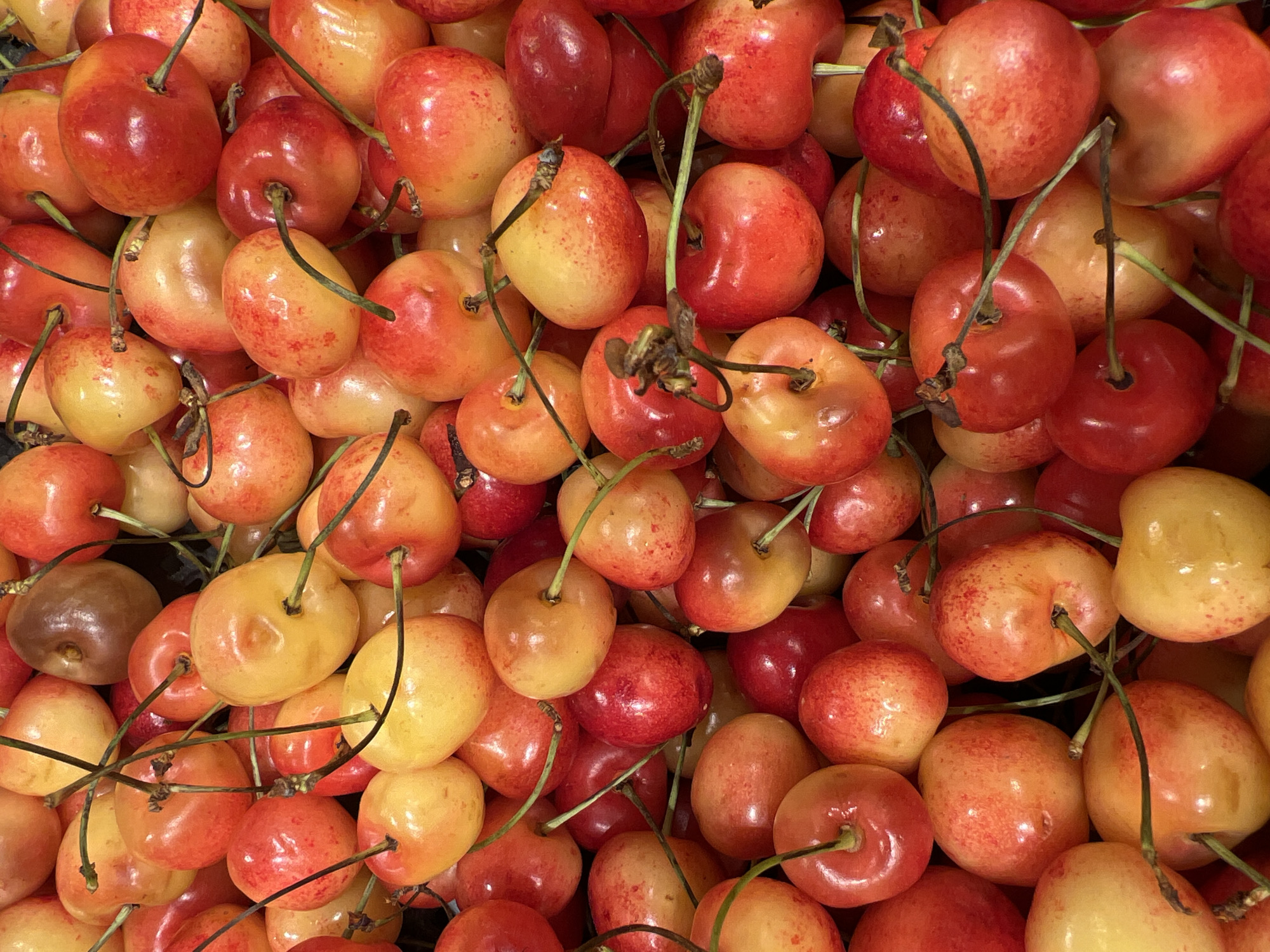 A close-up, overhead shot shows a large pile of ripe Rainier cherries. The cherries are a mix of yellow and red colors, with some being a solid yellow and others having a rosy blush. They are plump and have smooth, shiny skins. Many of the cherries still have their green stems attached, some of which are tangled together. The lighting is bright and even, suggesting an indoor setting or an overcast day. The sheer volume of cherries implies a harvest or a market stall. There is no visible text in the image. The image is a still photograph and does not depict any activity or event other than the cherries being piled together. The location context of Sinyavino, Russia, is not visually discernible from the image itself.