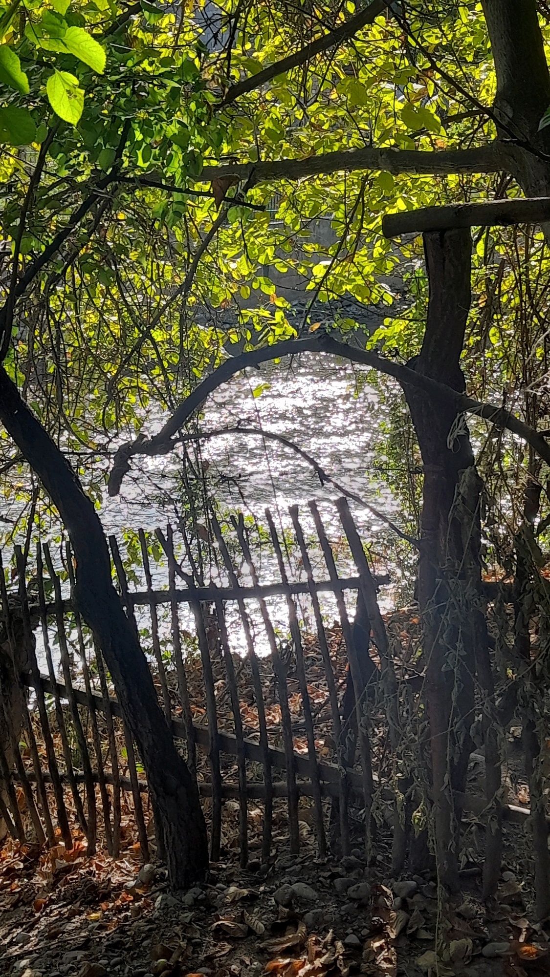 The image depicts a natural scene at the confluence of the Naryn and Kara-Darya rivers in Osh City, Kyrgyzstan. In the foreground, a rustic, wooden fence made of vertical stakes separates the viewer from the river. Fallen leaves and stones litter the ground around the base of the fence. A large tree trunk is visible in the lower left quadrant, partially obscured by the fence. Above the fence, the river's surface sparkles with sunlight. Lush green foliage from trees overhangs the scene, with some branches arching over the river, framing it. The overall impression is one of a secluded, natural environment bordering a flowing body of water.