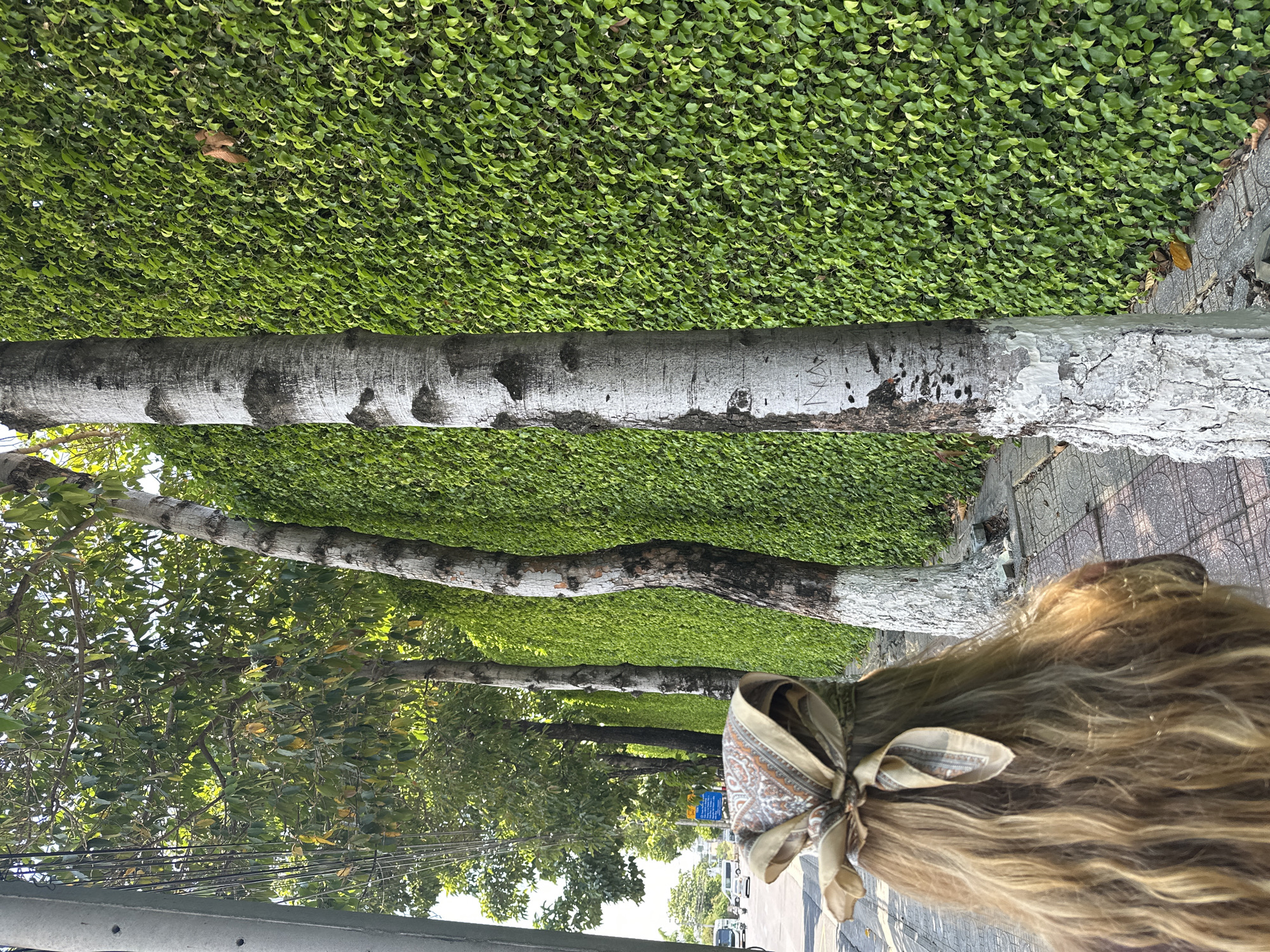 In Nha Trang Ward, Vietnam, a woman with long, wavy blonde hair, partially covered by a patterned scarf tied at the crown, walks along a sidewalk. She is seen from behind, facing away from the camera. To her right is a dense, vibrant green wall of meticulously maintained foliage. Several tall trees with mottled grey and white bark line the sidewalk, interspersed between the woman and the green wall. The trees' lower trunks are painted white, likely for protection or aesthetics. Beyond the sidewalk, a street with a few cars and a bus is visible. Overhead, power lines are strung along a concrete pole. The ground is paved with interlocking tiles. The scene suggests a warm, sunny day, with natural light illuminating the foliage and the woman's hair.