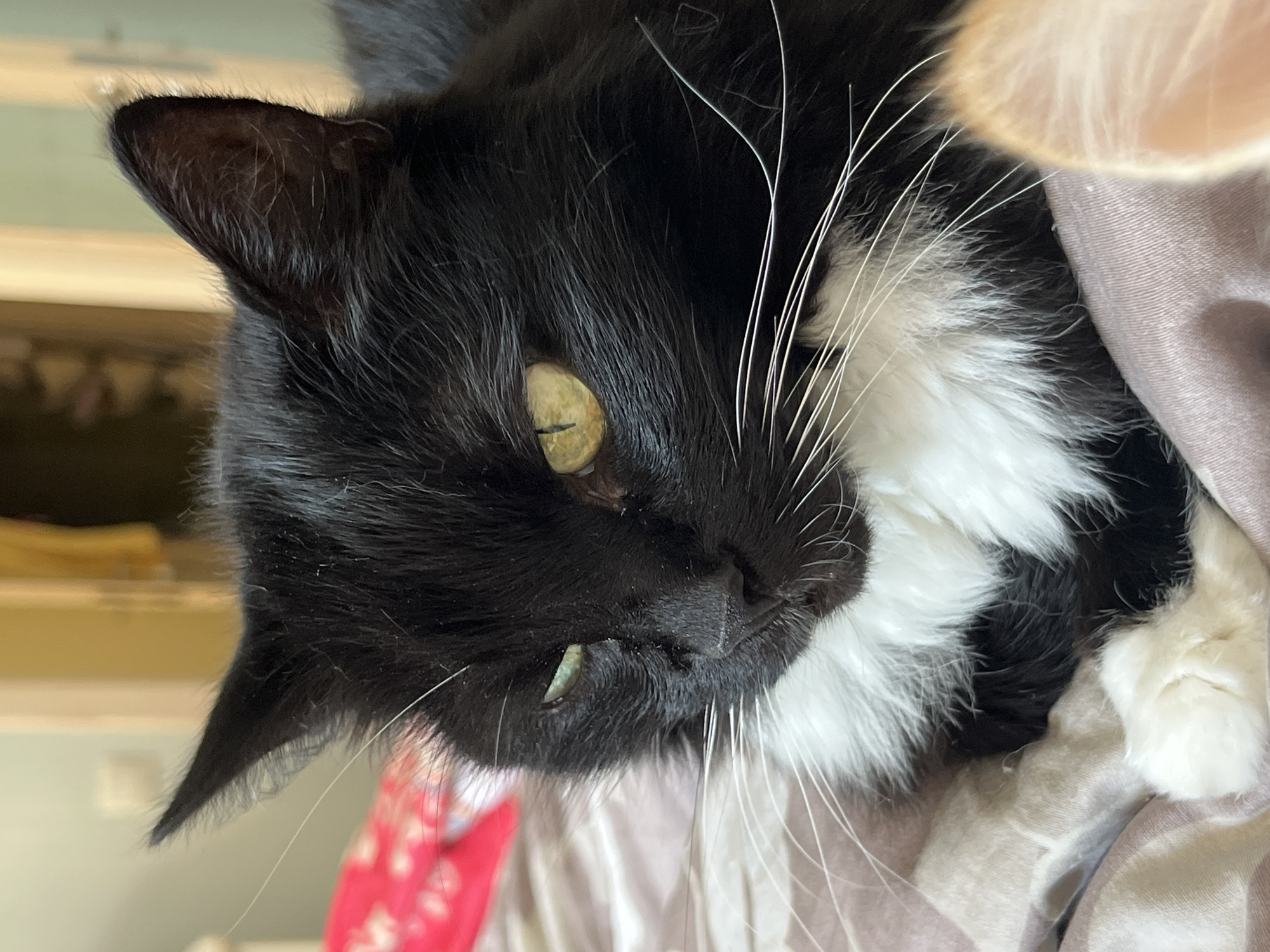 A black and white cat with green eyes and white whiskers is lying on a bed. The cat is looking to the left. The background is blurred and shows a wall and a door. There is a pink blanket with a floral pattern on the bed to the left of the cat. The location is not specified in the image.