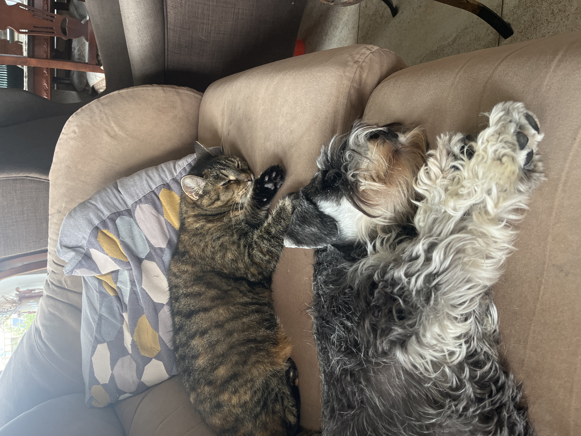 A tabby cat sleeps curled up on a plush sofa next to a schnauzer mix dog. The cat is on the left side of the image, with its head resting on its paws. The dog is on the right side, also sleeping soundly. Both animals appear to be comfortable and relaxed on the sofa. The sofa is a light brown color and has a geometric patterned pillow behind the cat. The room is brightly lit by natural light coming from a window, which is partially visible at the top of the image. The overall impression is one of peace and domestic tranquility. This image does not contain information about the city of Vladimirovka, Russia.