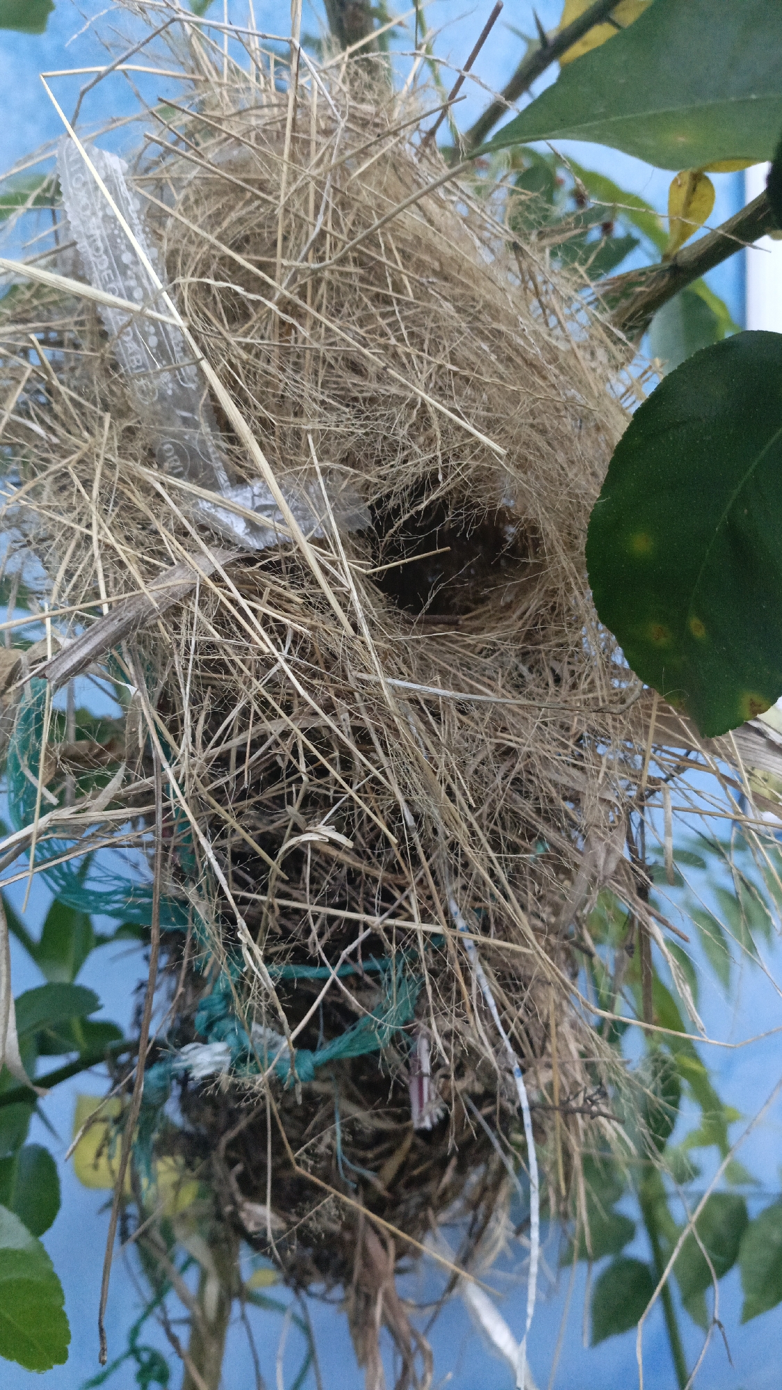 A close-up, vertical, eye-level shot shows a bird's nest made of dry grass and twigs, interwoven with pieces of blue and white plastic string. The nest is suspended from a branch of a tree with green leaves, against a bright blue background. A single green leaf with yellow spots is visible on the right side of the frame. The location is Gusunge, Indonesia.