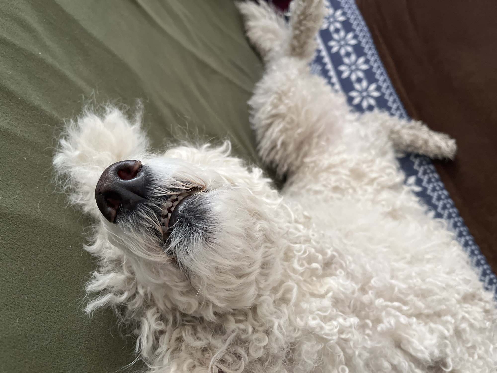 A white, curly-haired poodle lies on its back on a green surface, likely a bed or couch. Its legs are extended upward. The dog's nose and teeth are visible. A blue and white patterned surface is visible in the upper right corner of the frame, possibly a blanket or furniture covering. A dark brown surface is visible adjacent to the blue pattern. The location is unknown.
