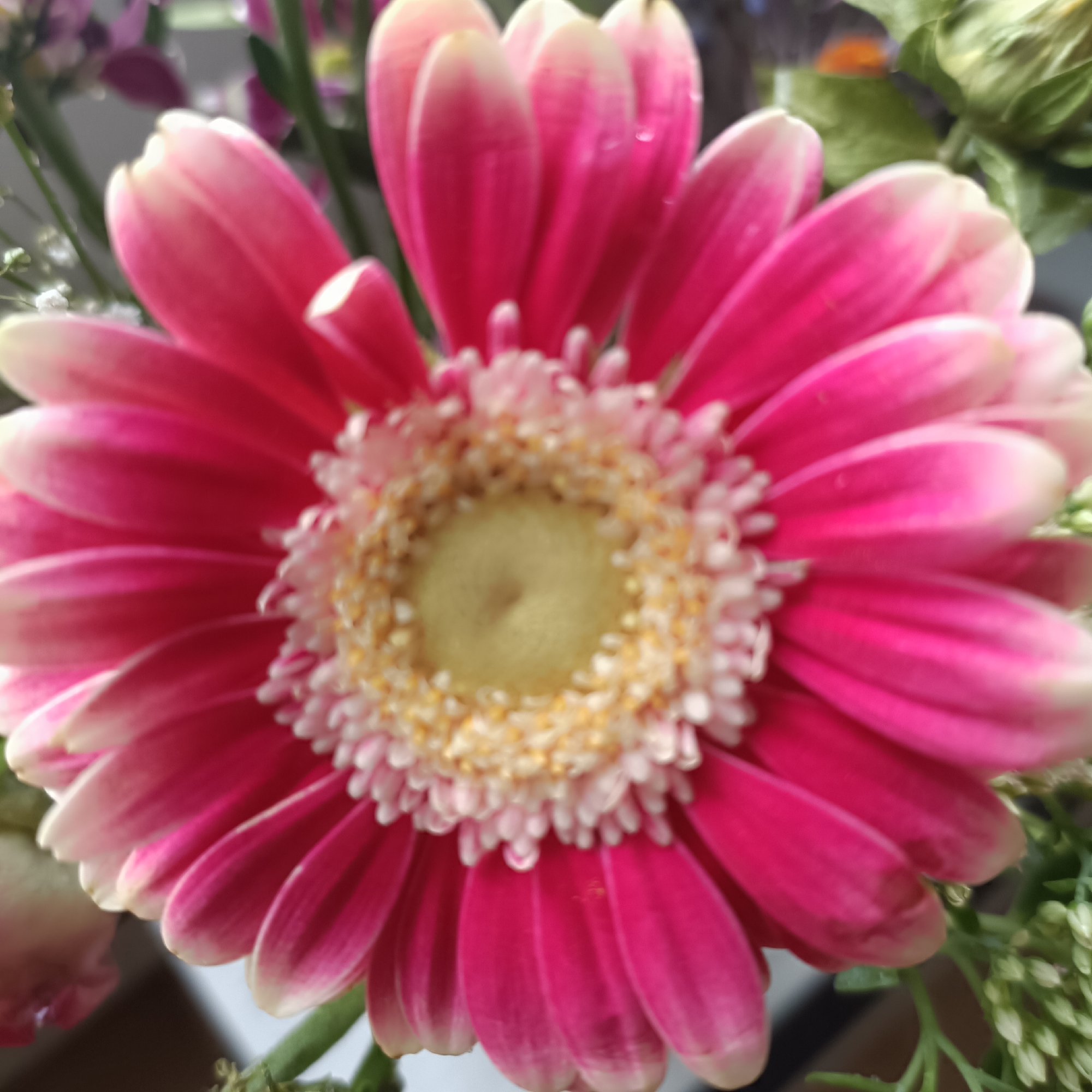 A close-up, slightly out-of-focus shot shows a vibrant pink gerbera daisy as the primary subject. The flower's petals are a deep fuchsia at their base, gradually fading to a lighter pink and then to white at their tips. The center of the flower features a cluster of yellow and white florets, with hints of tiny seed-like structures. Water droplets are visible on some of the petals. The background is softly blurred, suggesting other flowers and foliage, with muted purples and greens. The lighting appears to be natural and soft, highlighting the delicate textures of the petals. There are no people or discernible actions taking place in this image. There is no information available in the image to determine its location in Rüsselsheim am Main, Germany.