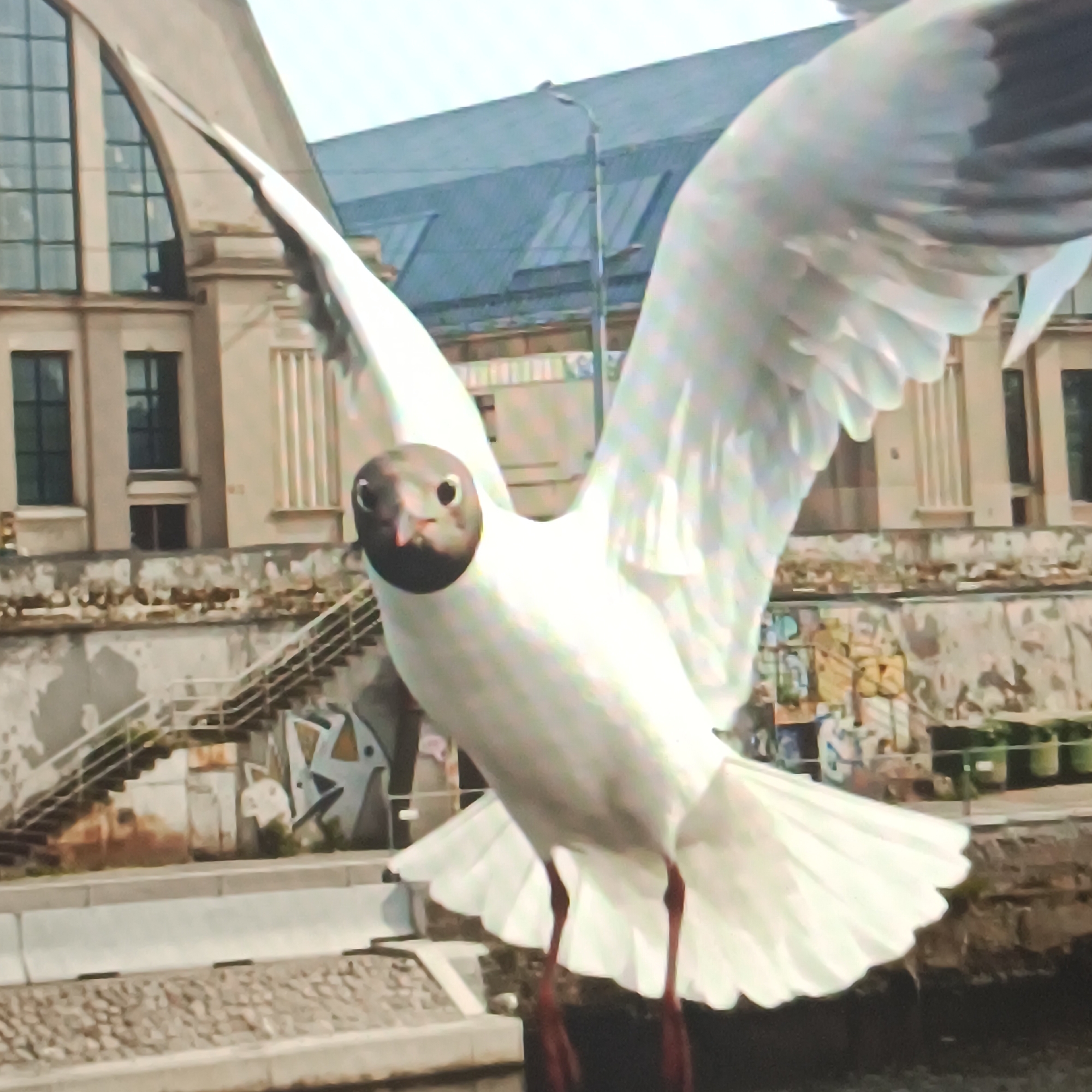 A close-up, eye-level shot shows a white seagull in flight in front of a building. The seagull is mostly white with black wing tips. Its head is dark brown with a black beak and black eyes. The bird's wings are spread wide, and its legs are dangling. In the background, a light-colored building with arched windows and a dark-tiled roof is visible. A street lamp stands to the left of the building. To the right of the building, a grey, weathered wall with graffiti is seen, along with a set of stairs leading up. A body of water is in the foreground, and the ground is covered in cobblestones.