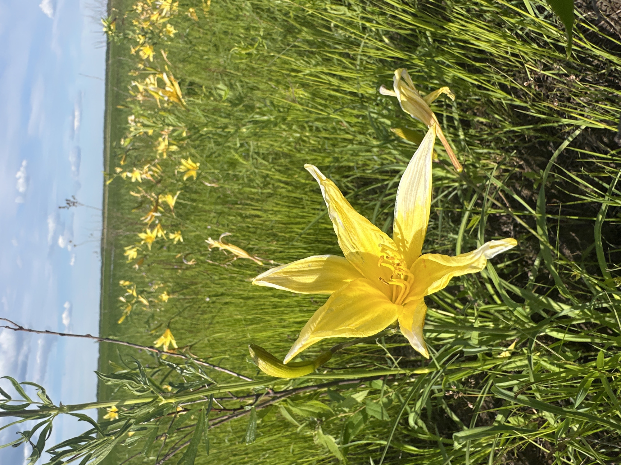 A close-up, eye-level, vertical, outdoor shot features a vibrant yellow daylily in full bloom as the primary subject. The flower's petals are slightly unfurled, revealing its stamen. The daylily is positioned in the foreground, slightly to the left of center, amidst a dense field of tall, green grass. In the background, a vast expanse of similar grassland stretches to the horizon under a bright blue sky dotted with fluffy white clouds. The image captures a natural, sunlit landscape. The location is identified as a meadow in the city of Im. Tel'mana, Russia. There are no people or animals visible in the frame.